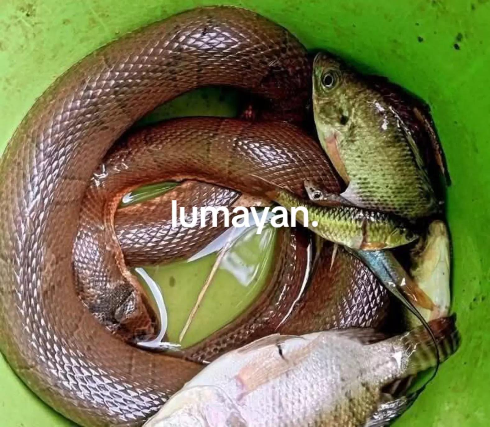 @Farhan