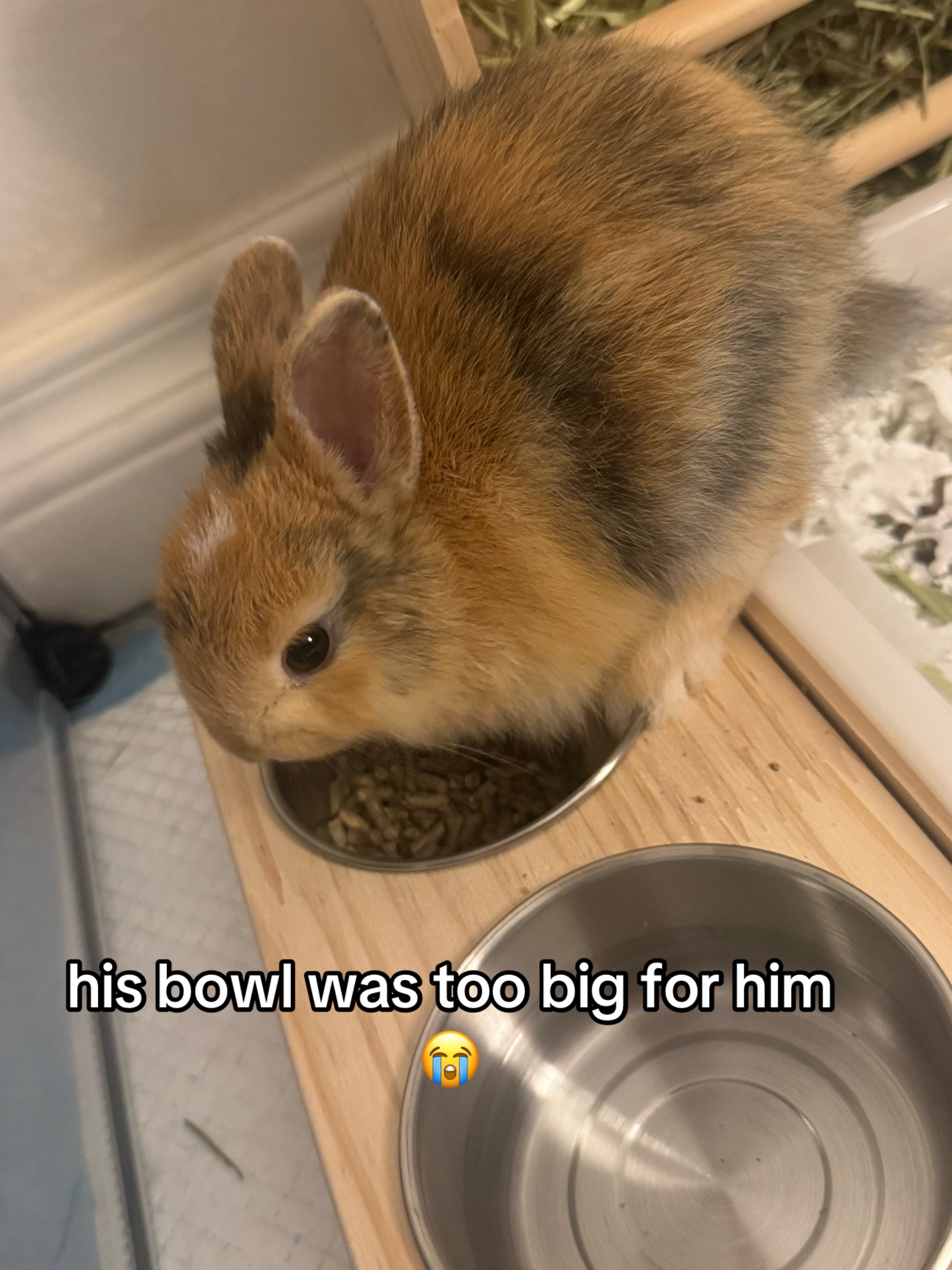 @Boba 🐰🩵