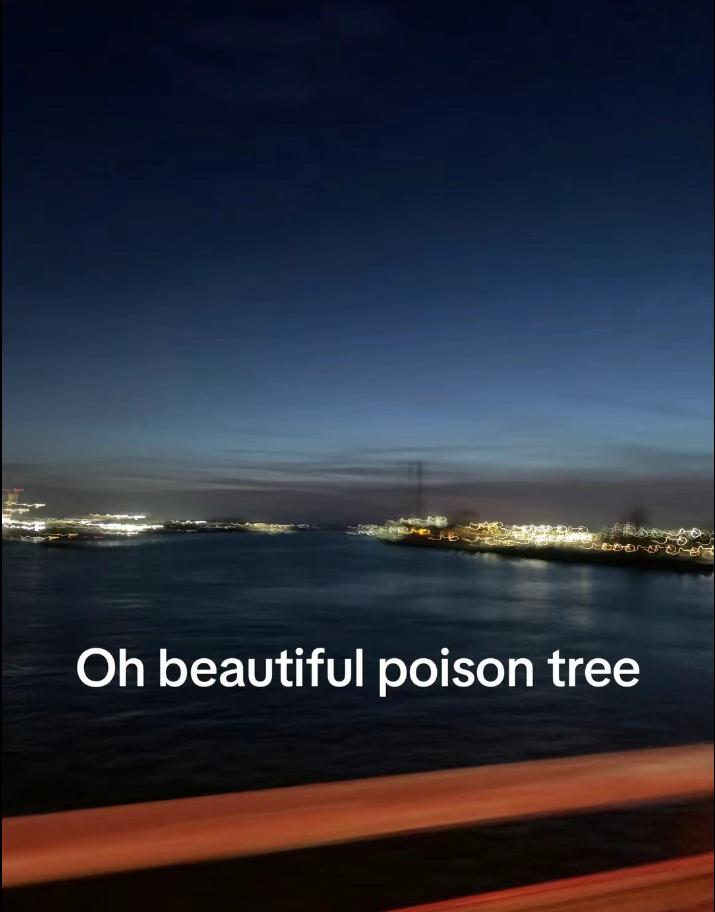 @🕊️