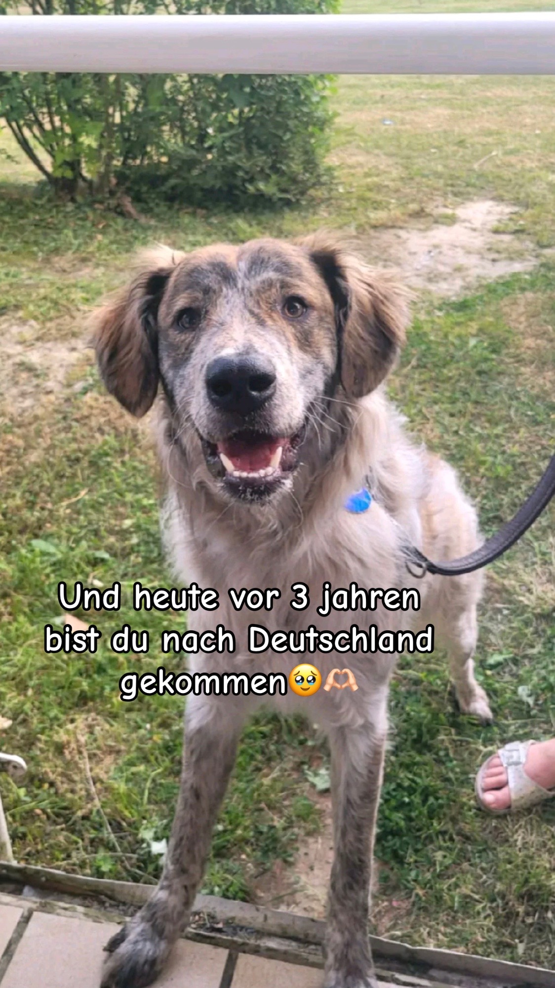 @Flens🐶🕊