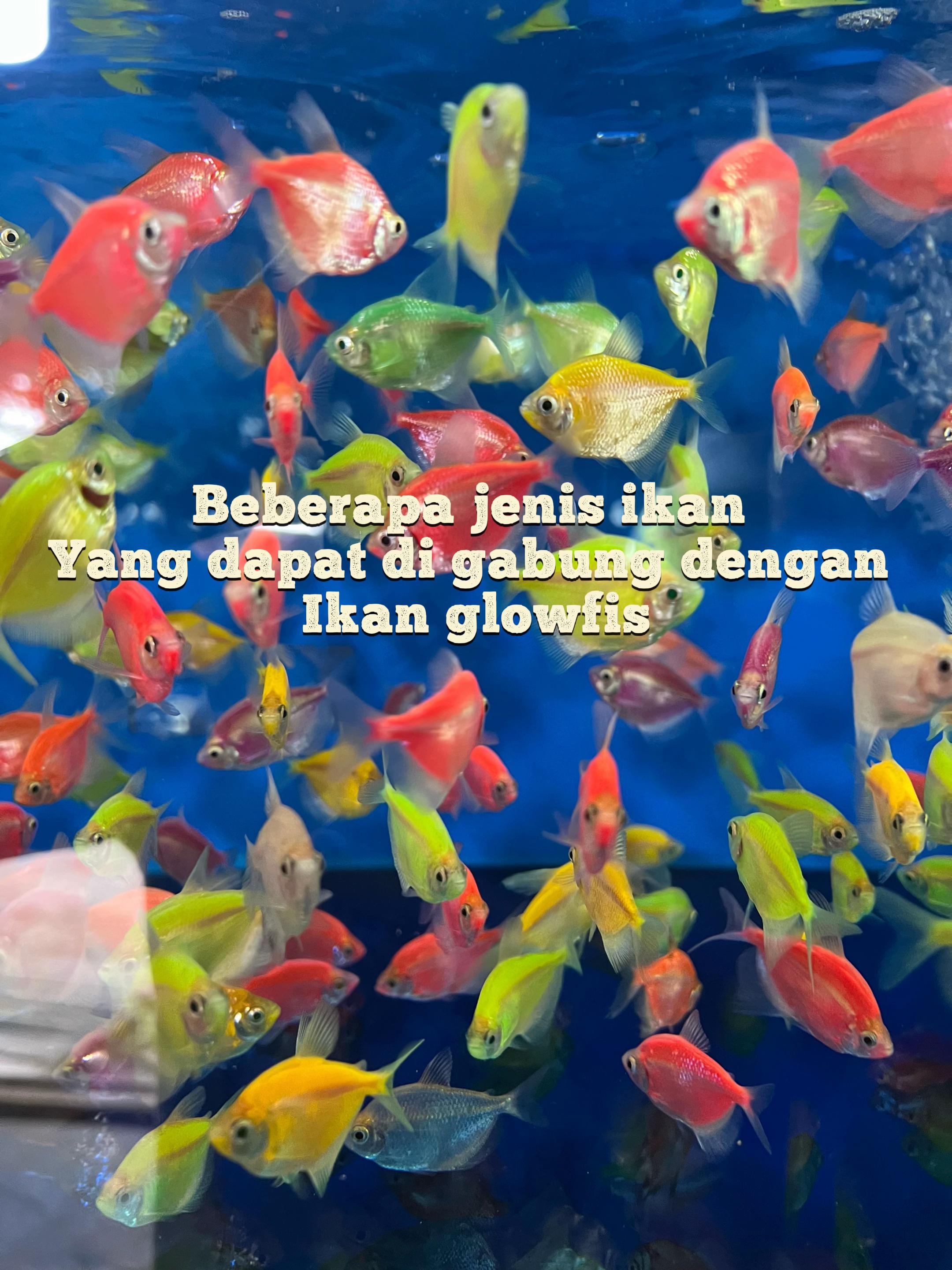 @Java fish aquatic Luwuk