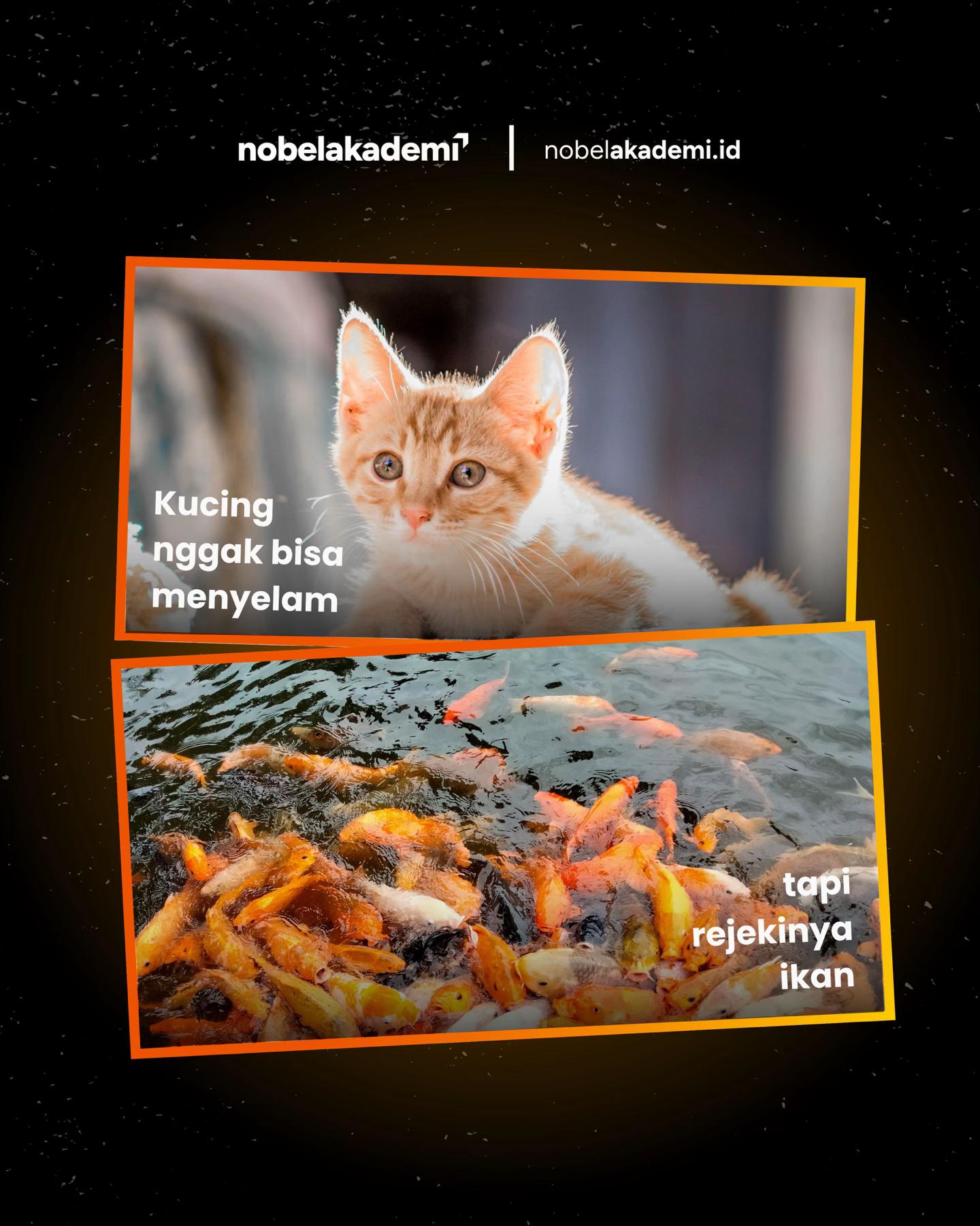 @nobelakademi.id