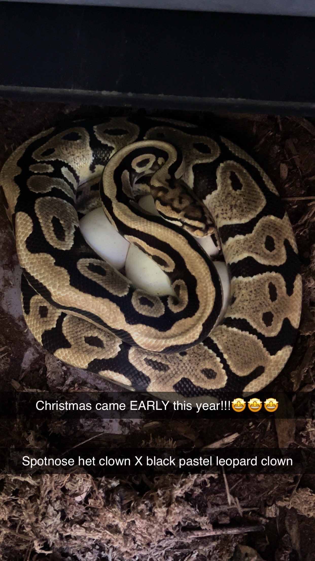 @Mystic.Morphs