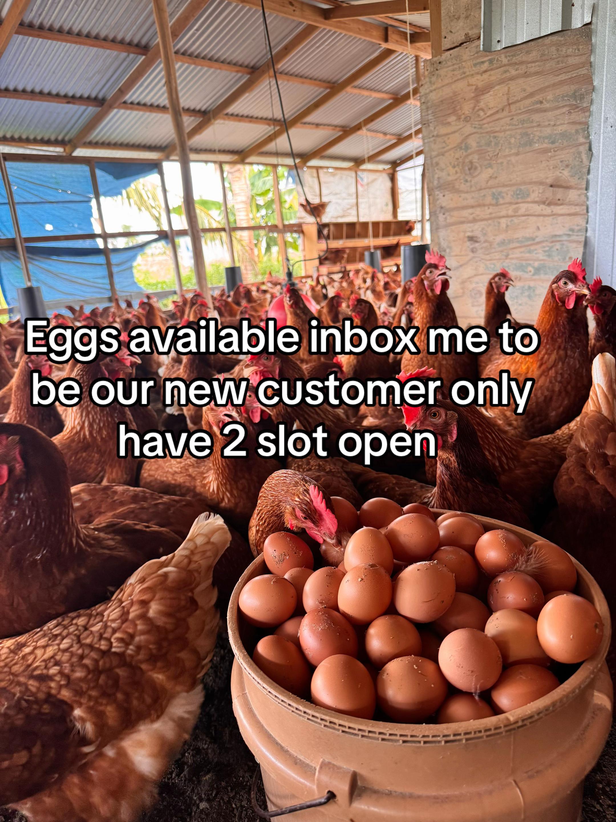 @KK Farm Fresh LTD.🇯🇲