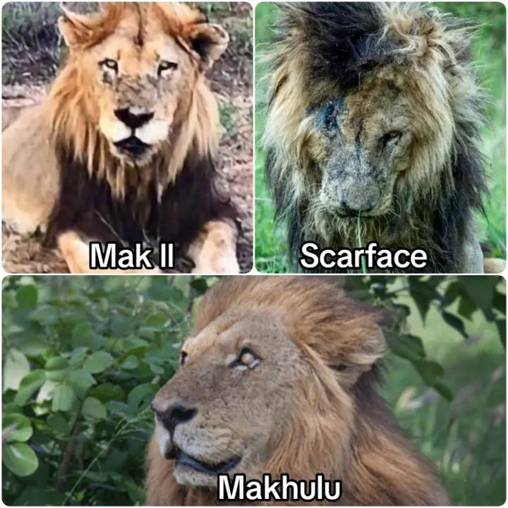 @👑King Mak ll👑