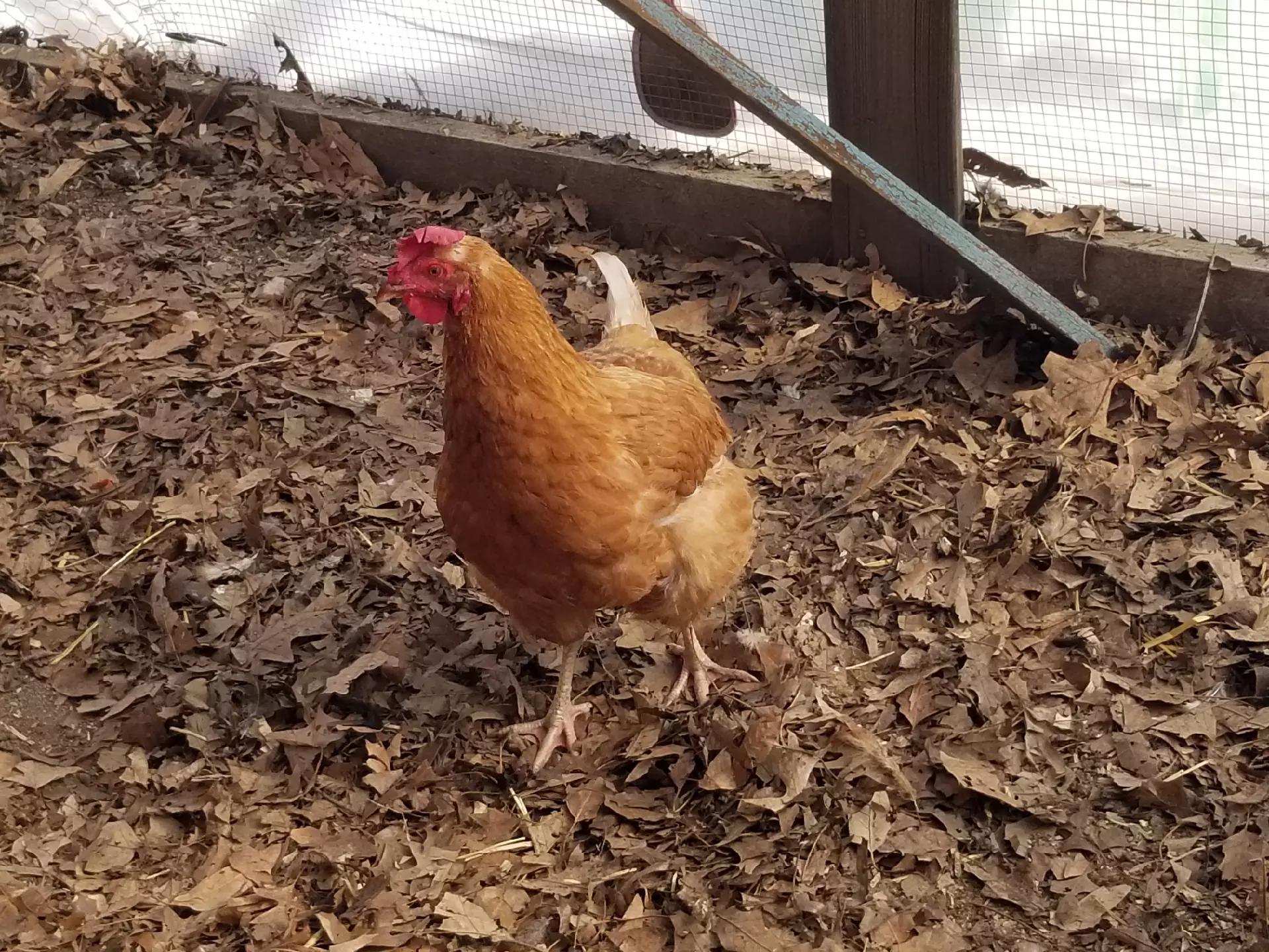 @CityChickenFarm