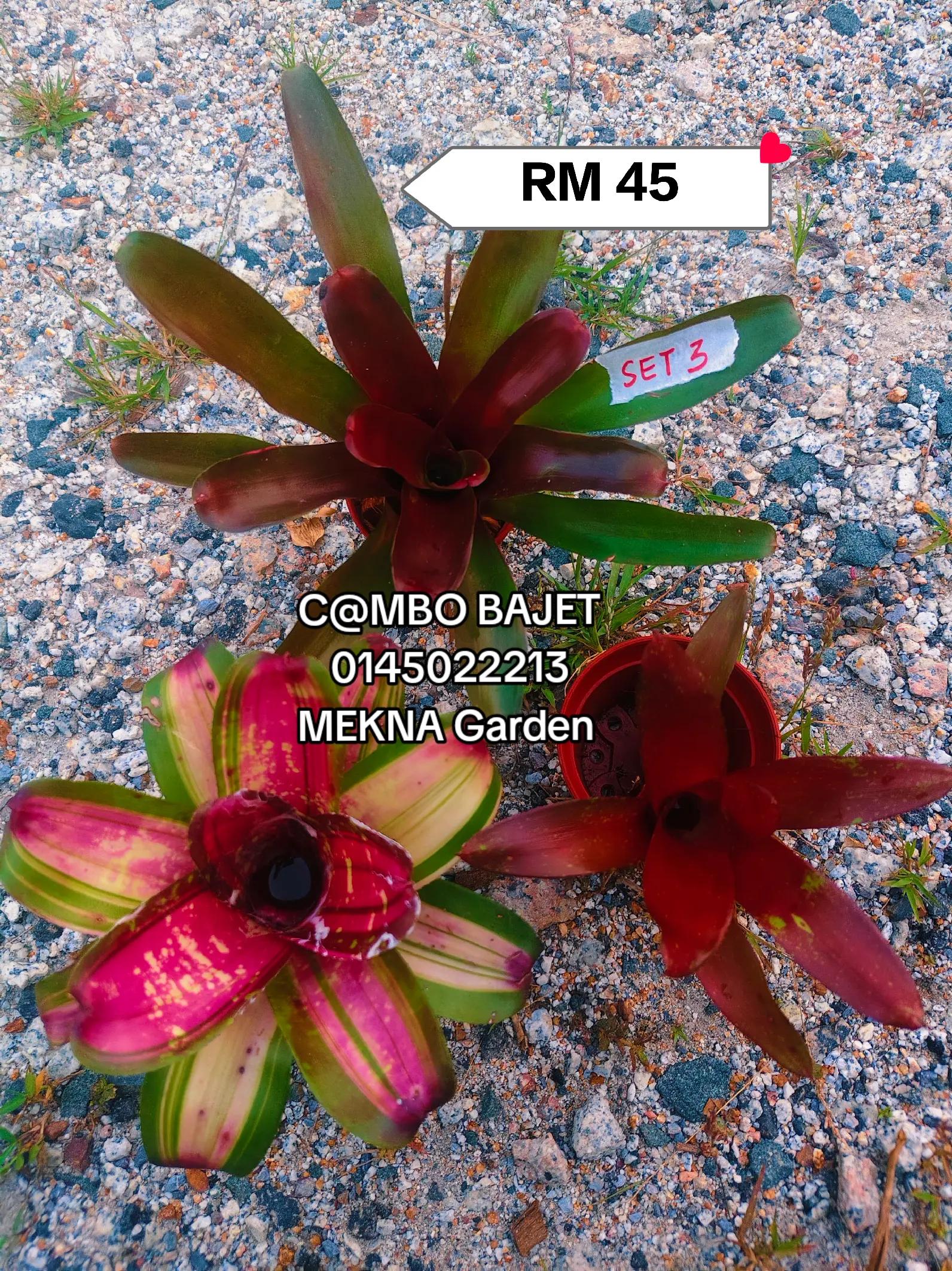 @MEKNA Garden