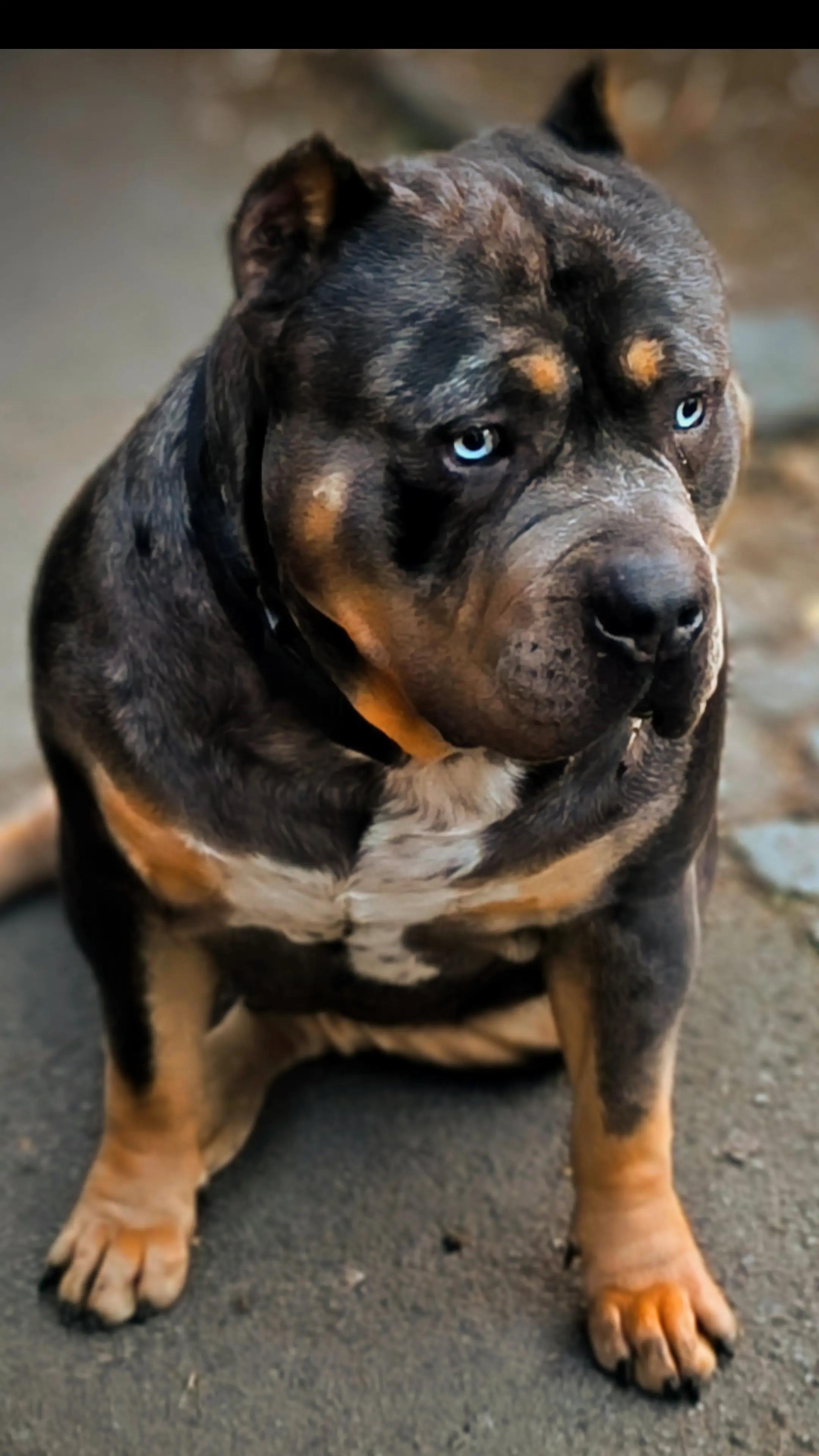 @serbianbully