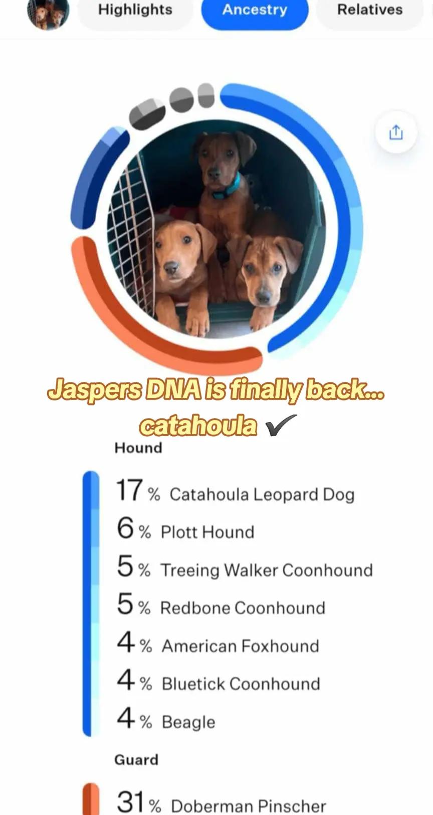 @Jasper_The_Dobiehoula