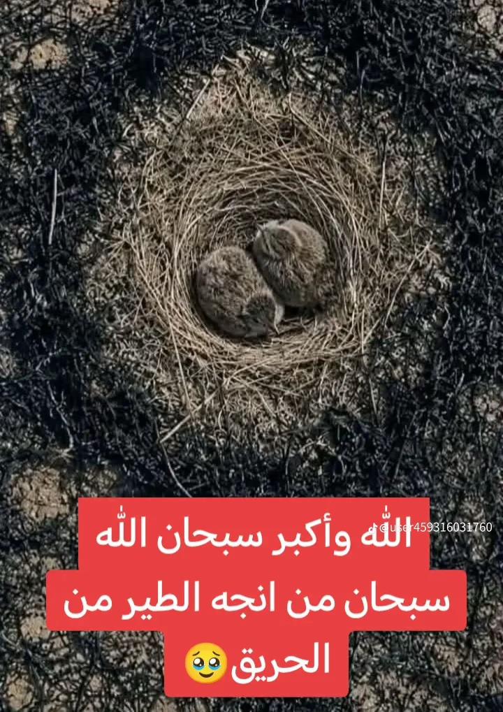@أنور