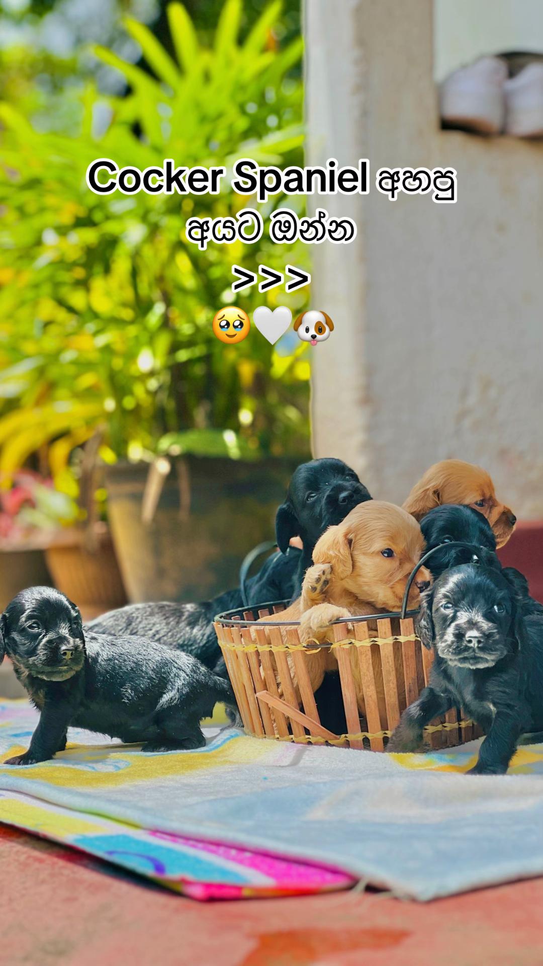 @Vidoooo!🪬