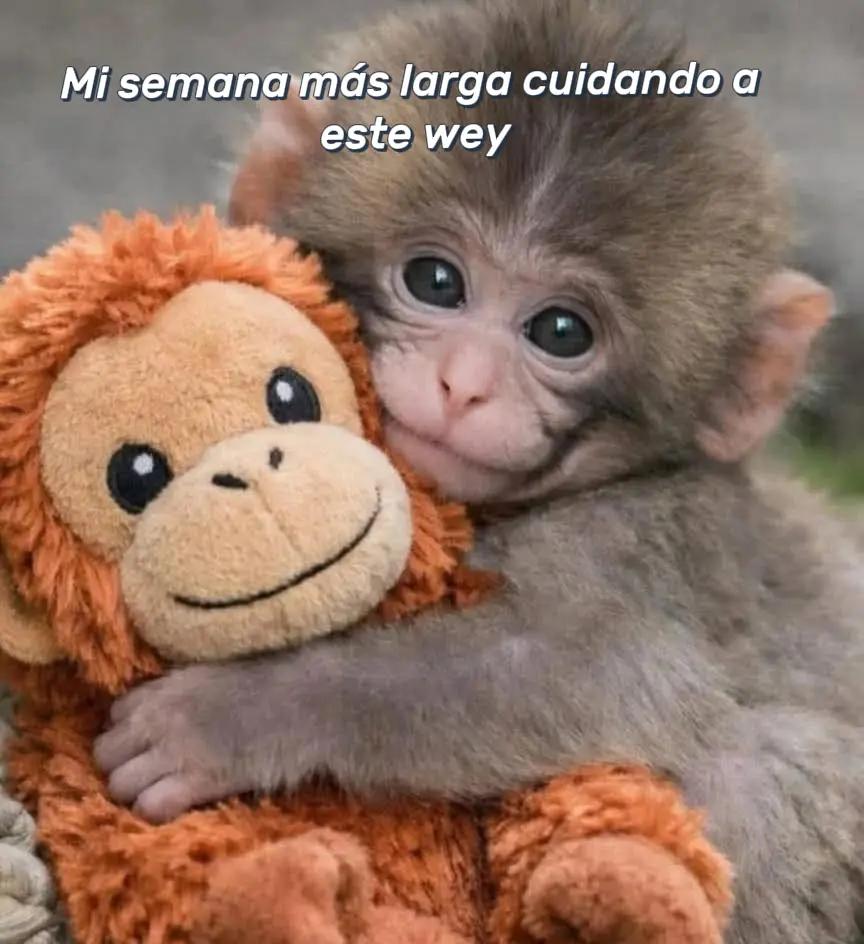 @Any SM 🐼