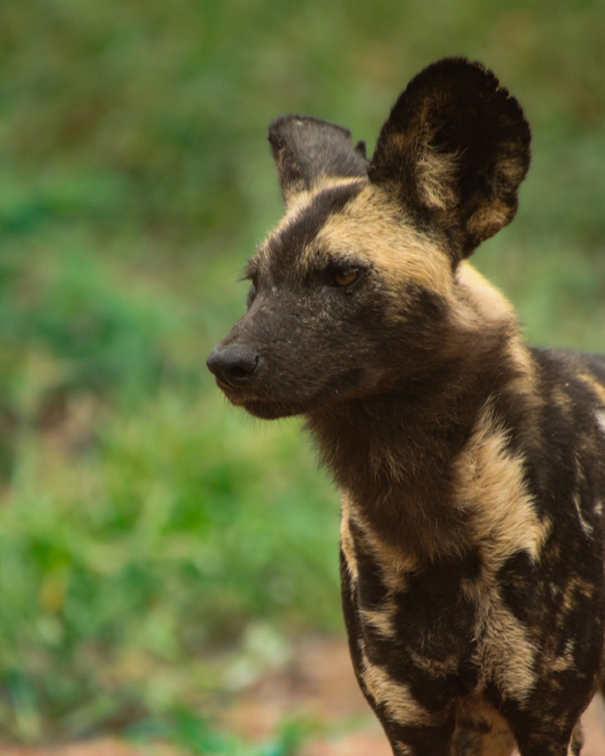 @Jabulani Safari