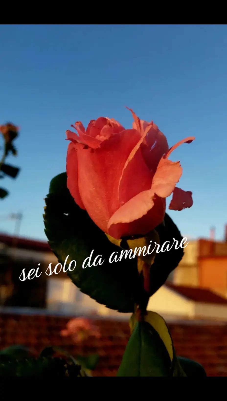 @iocisonosempre♥️