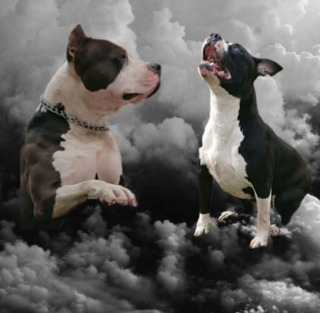 @🖤𝓐𝓭𝓲𝓼𝓪🖤