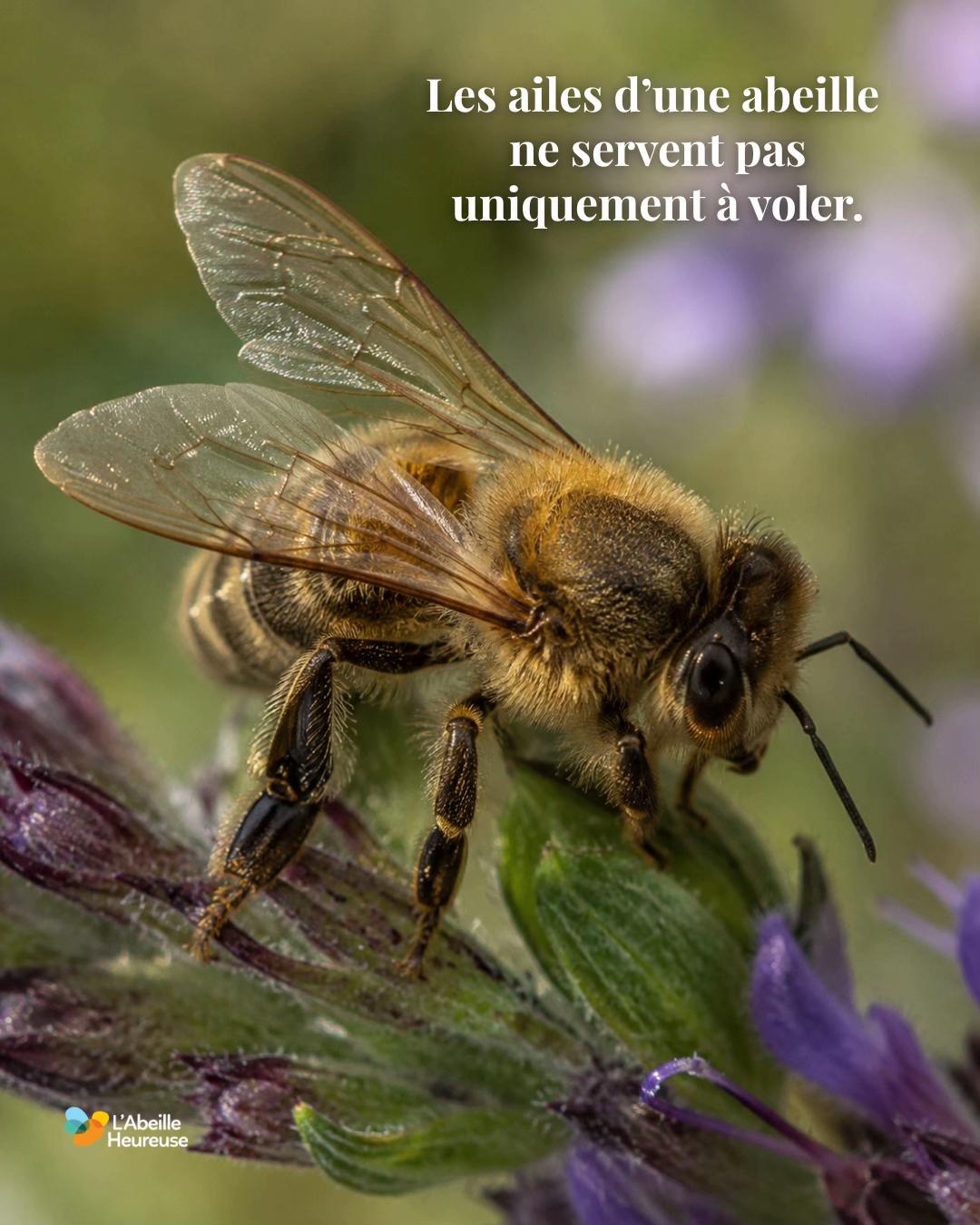 @Abeille Heureuse
