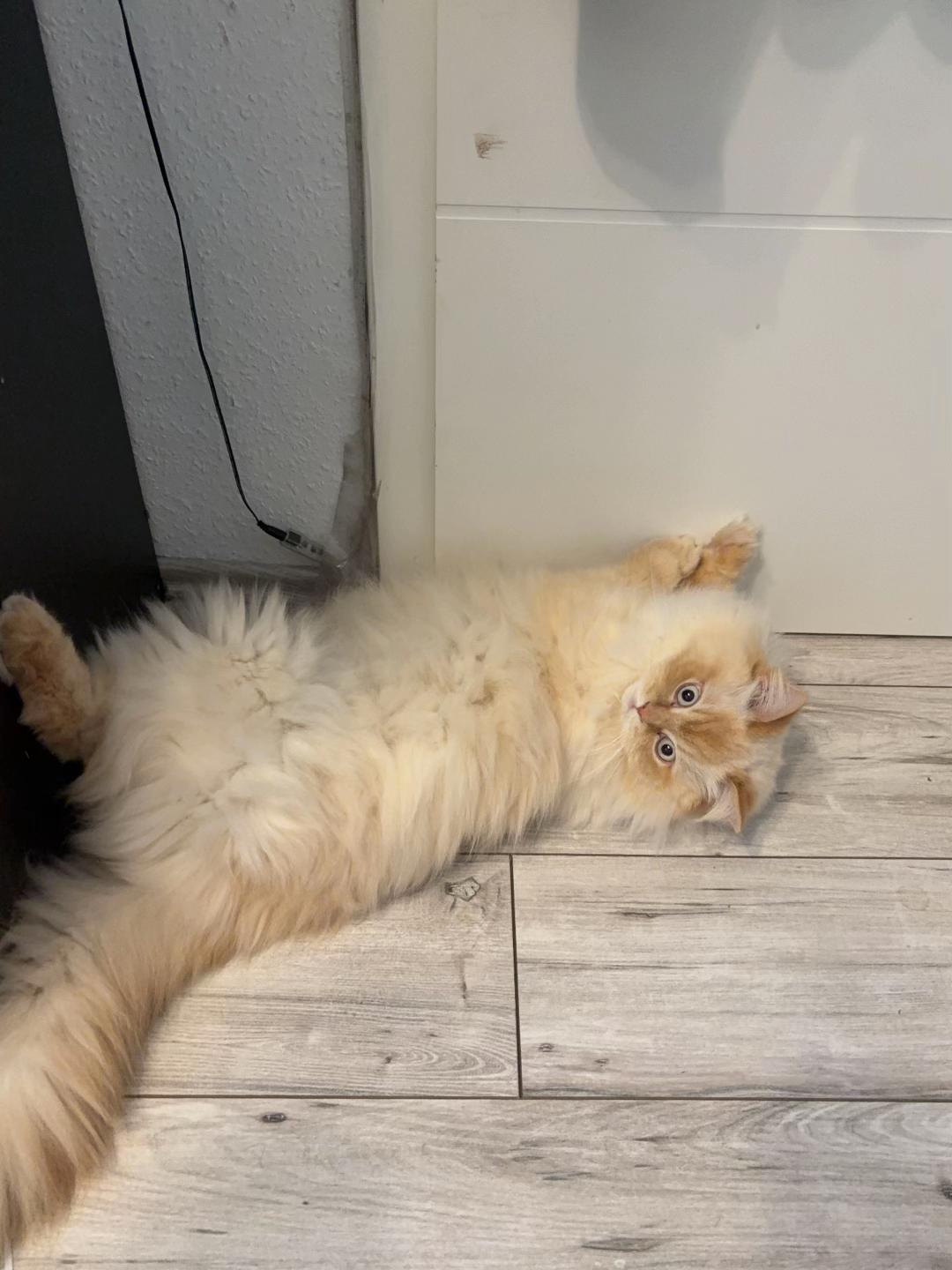 @milo.sigma0