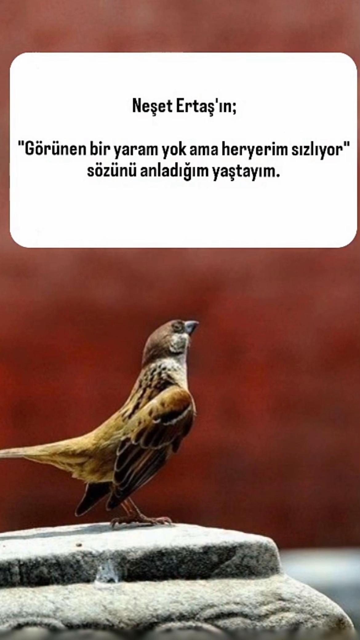 @Ahmet Kuş