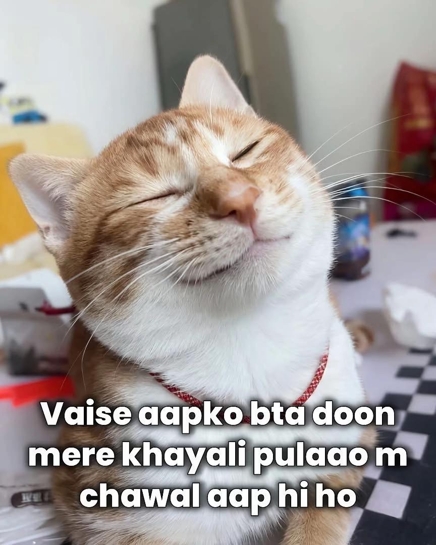 @rayaan 🇬🇧