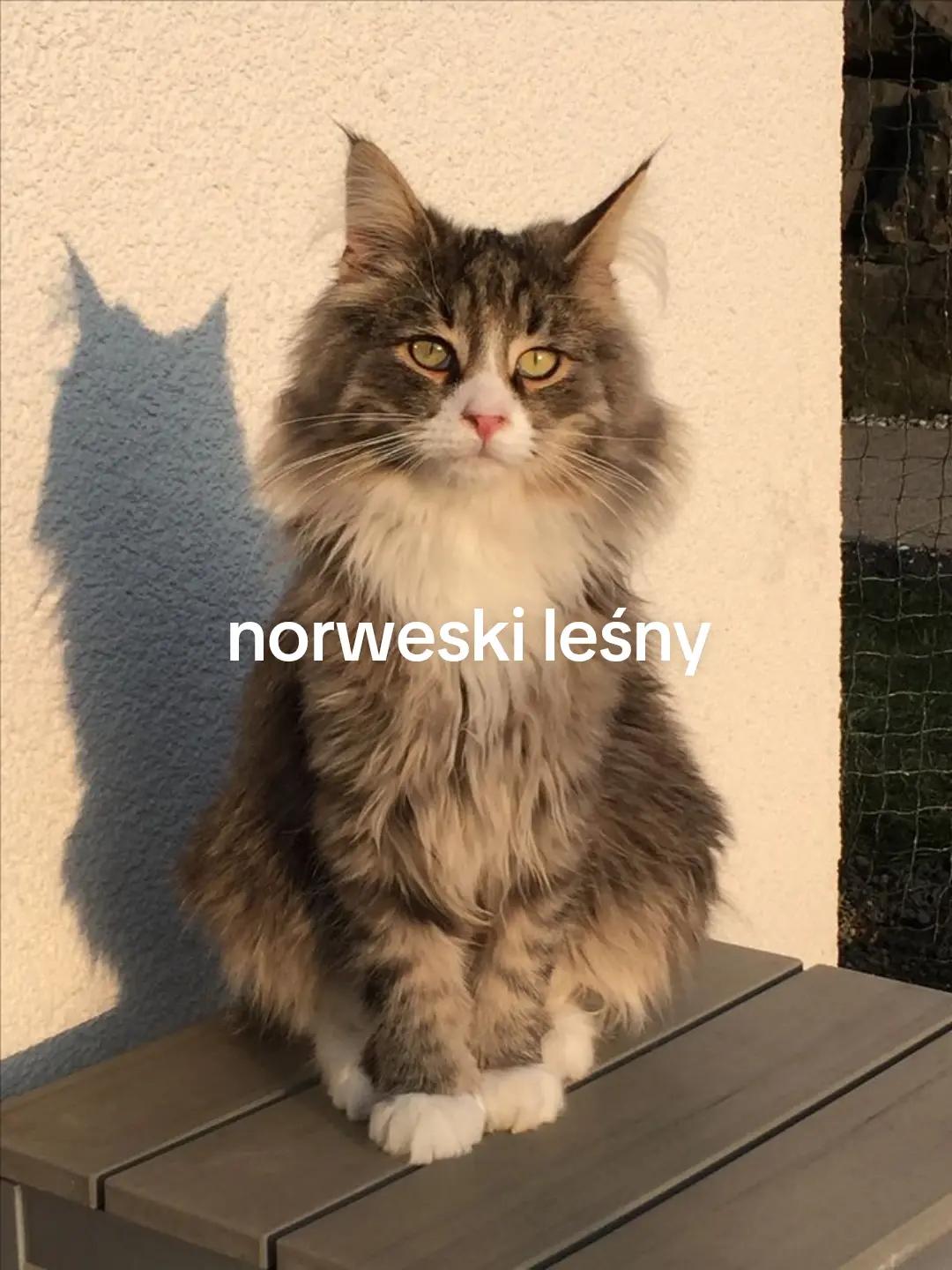 @KochamKurki❤️🐔