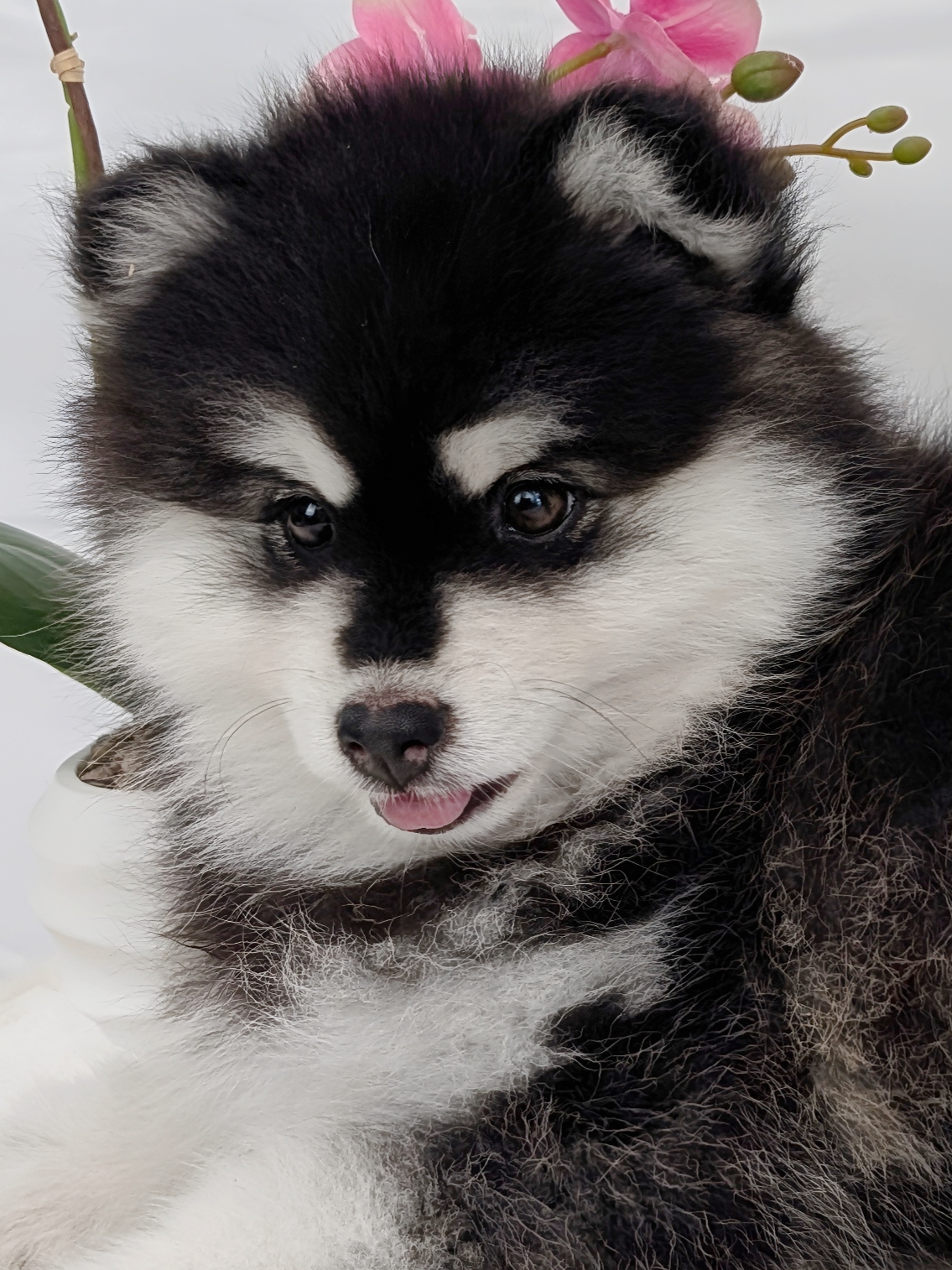 @Pomsky du Lys d'or