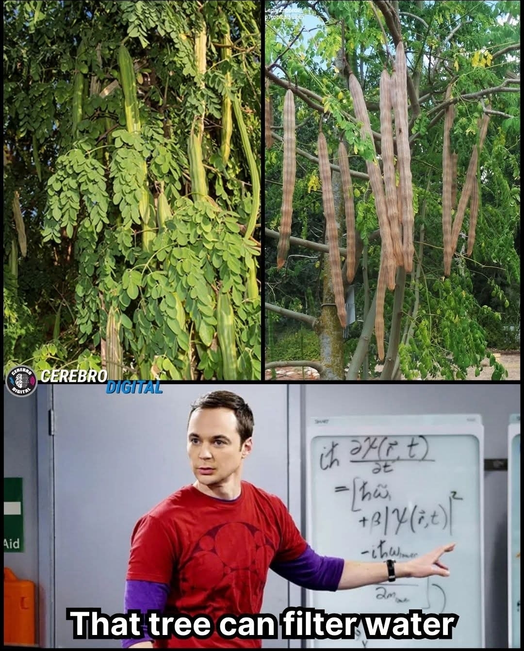 @JoeWavez🌿