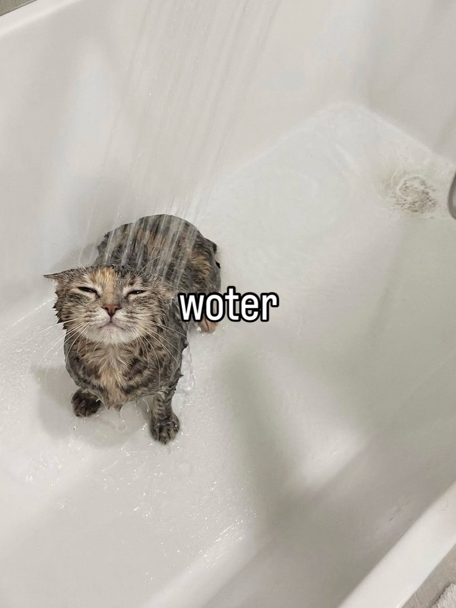 @cat memes