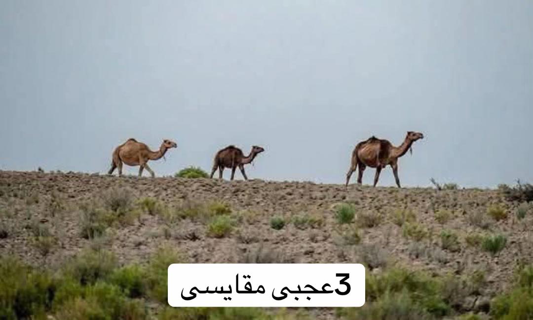 @احسان  غلجی
