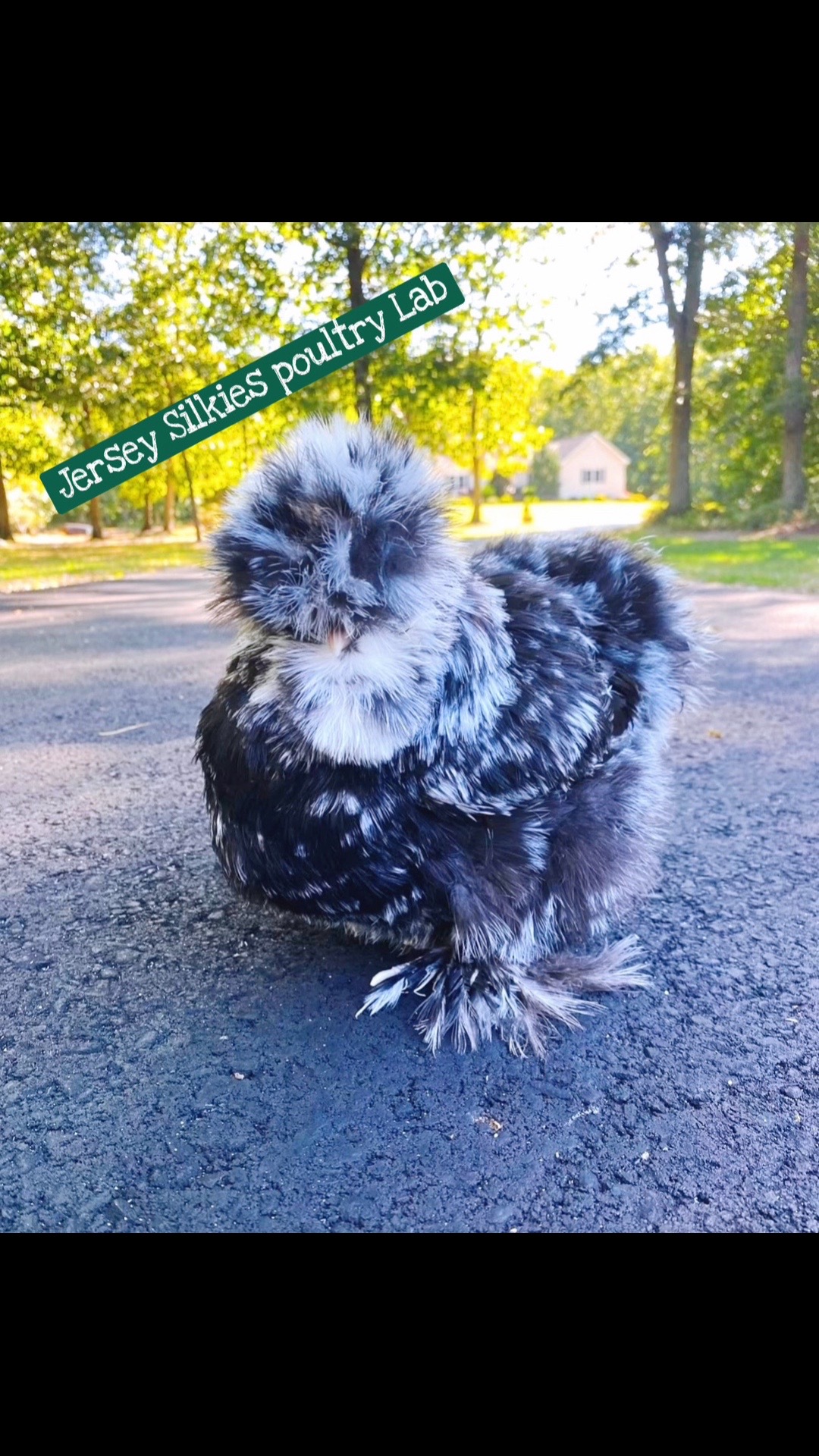 @Lavern | urban chickens