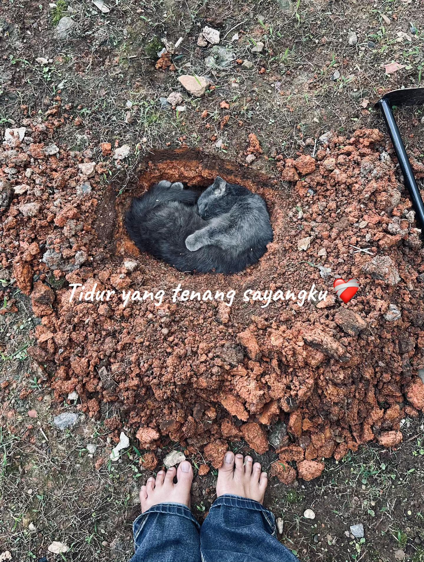 @FaenCattery