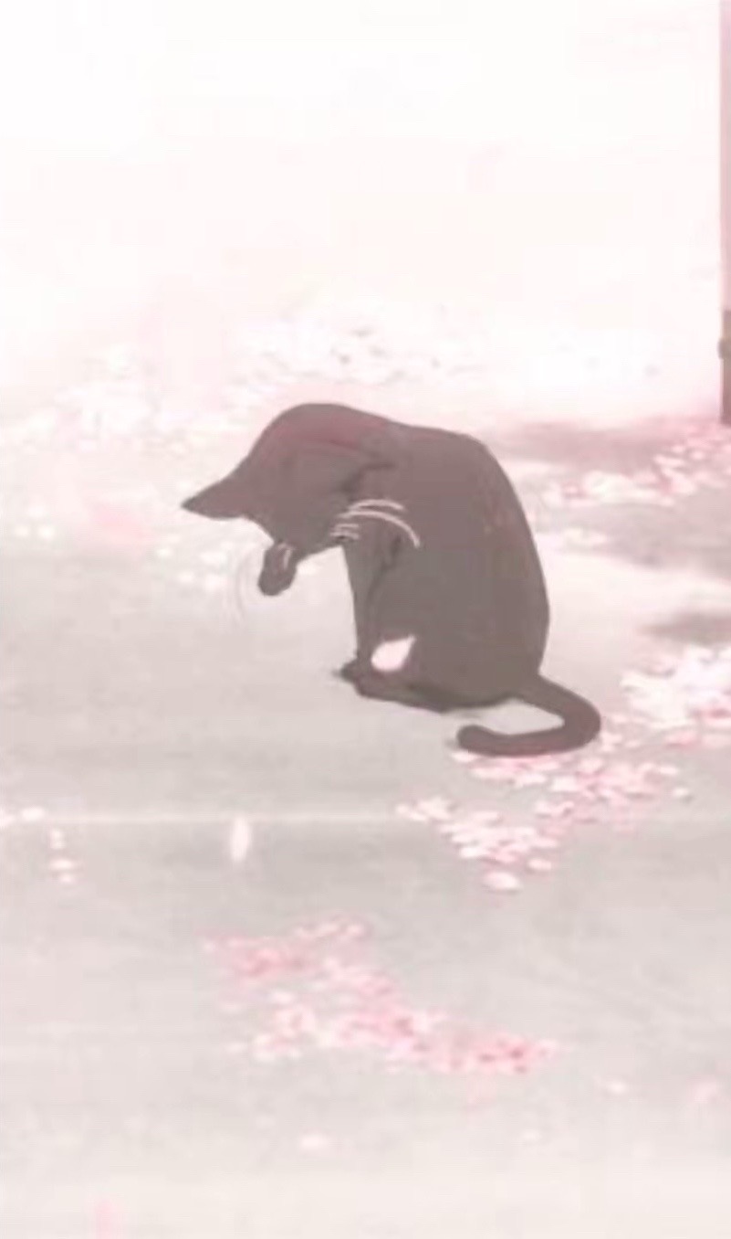 @🍥 Ruby animates !! 🍥 [530🎉]