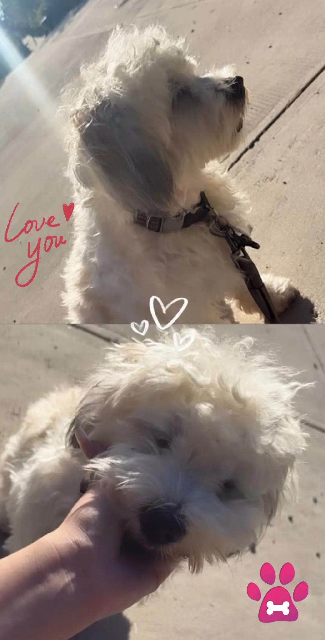 @Coco 💙🐶🐾
