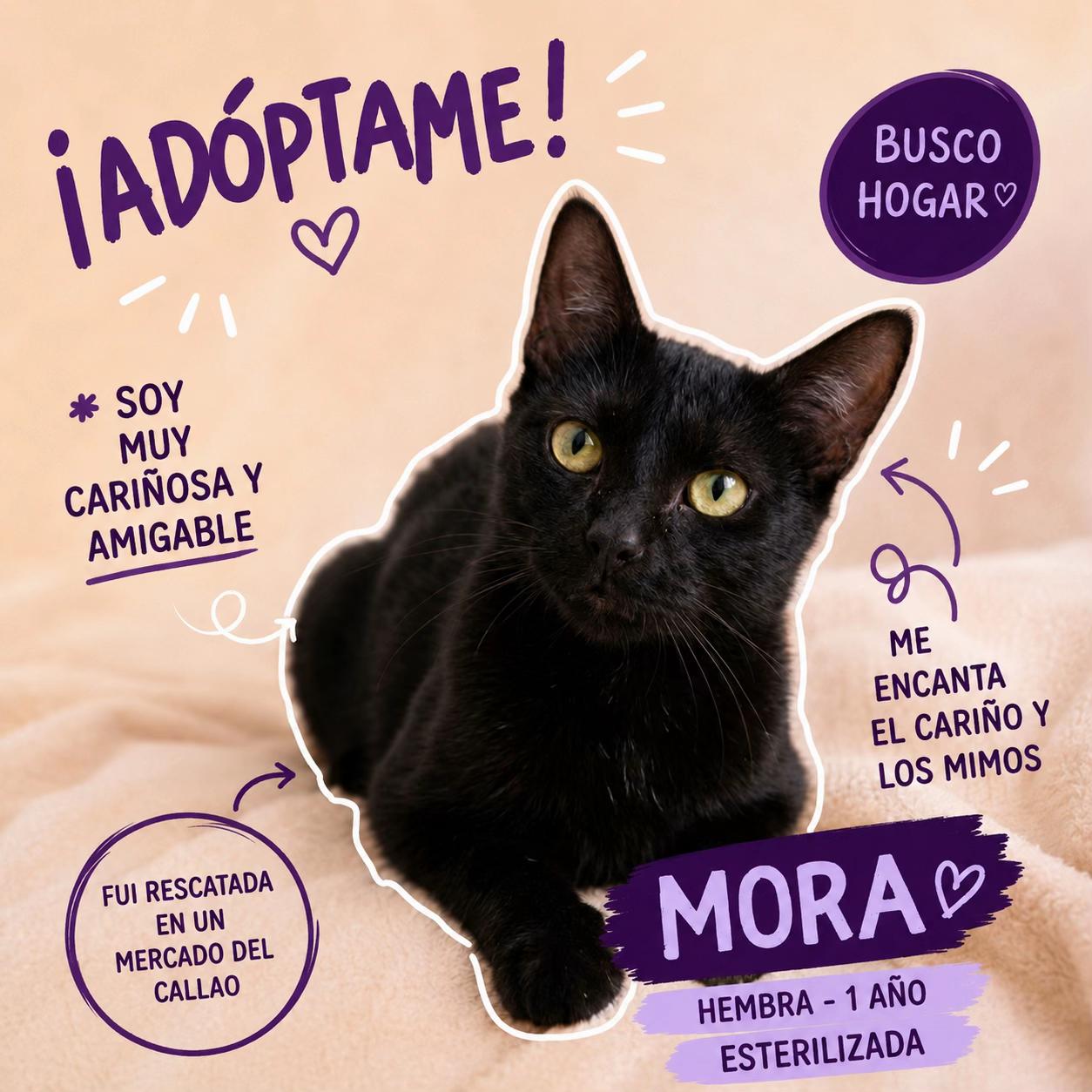 @Encuentra tu Michi