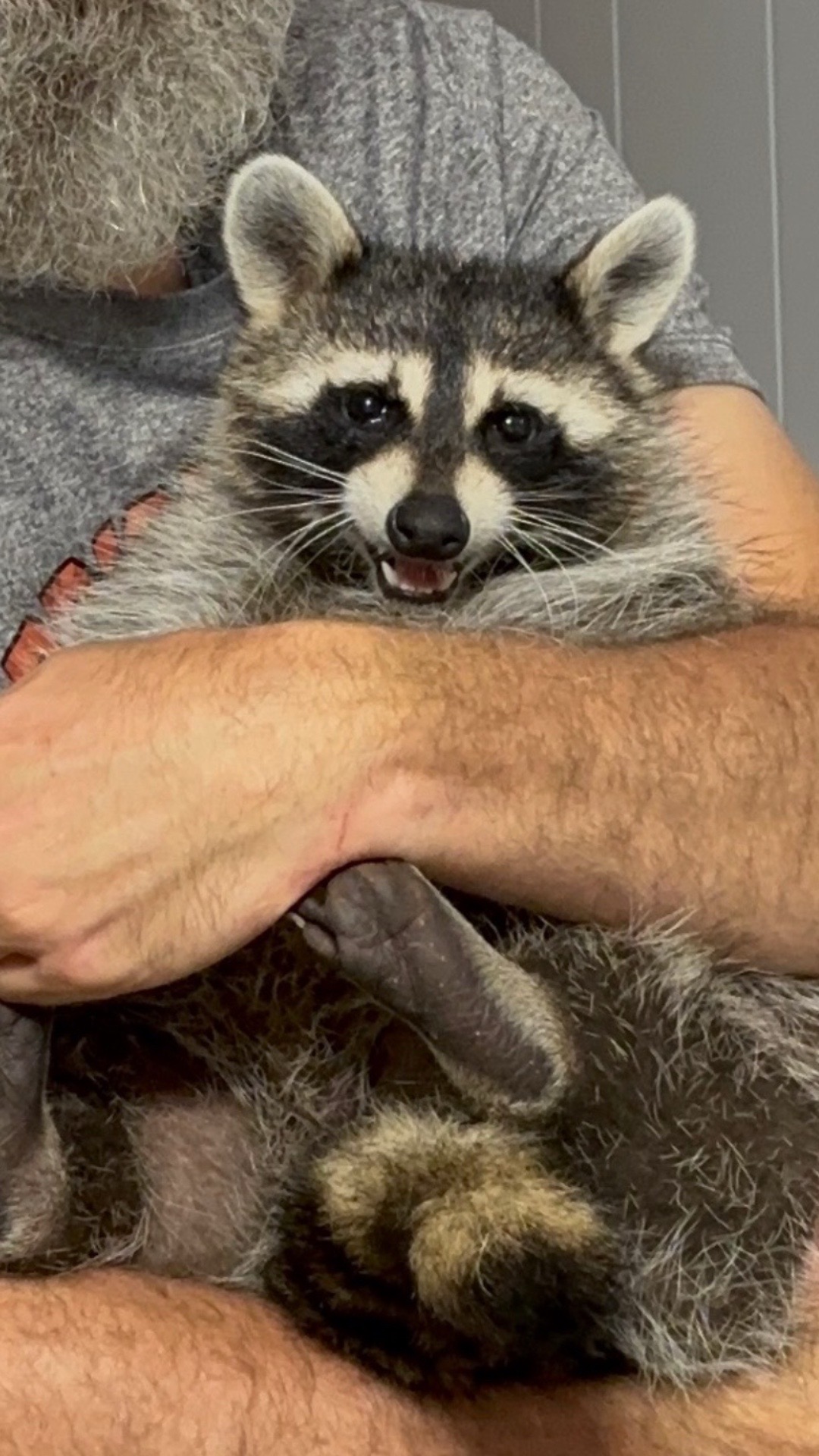 @Loki the raccoon