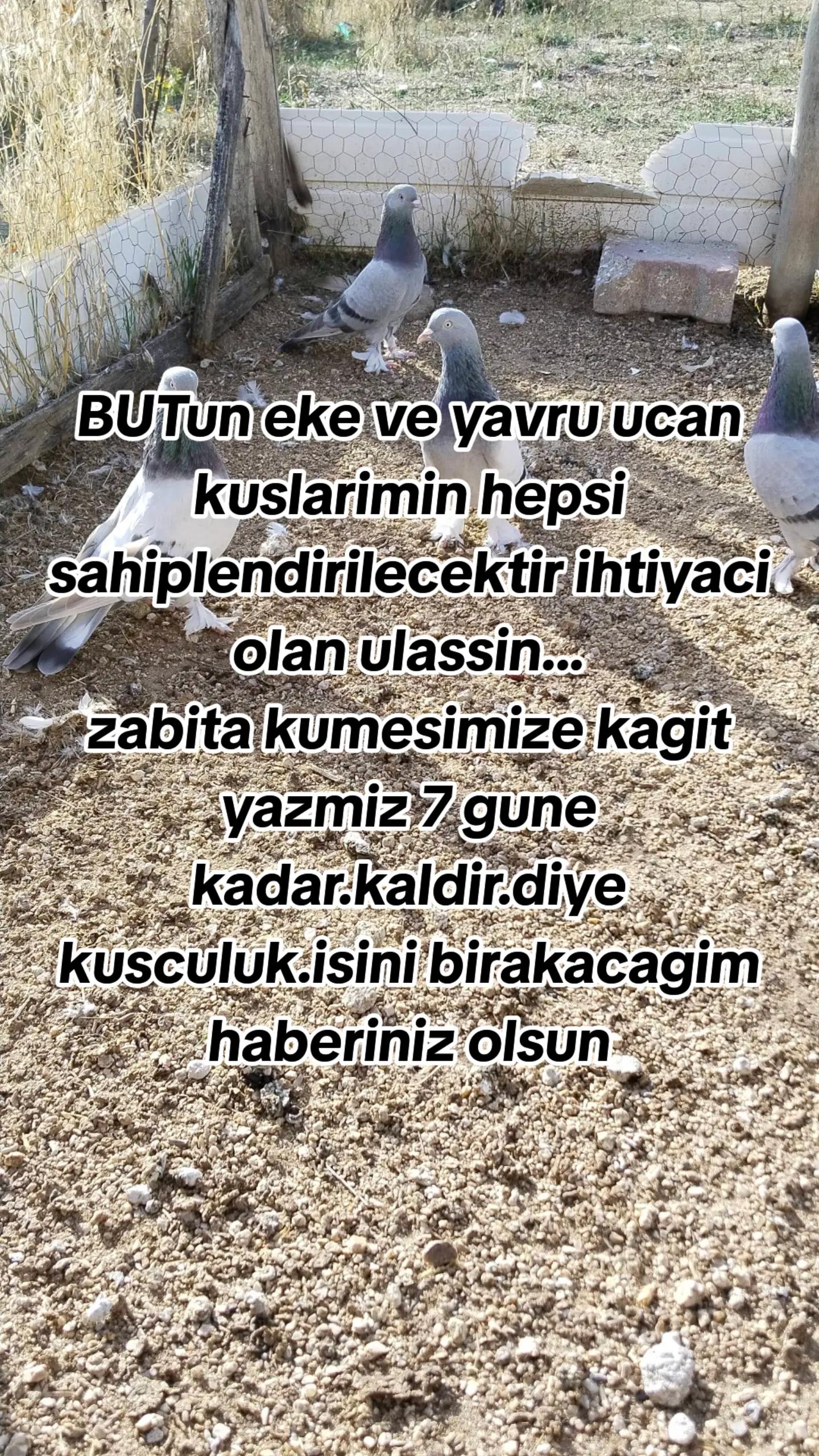 @🎲🎲oyunkusu.kirsehir40🎲🎲