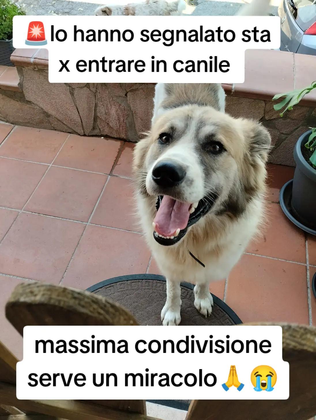 @Pina Rossignuolo
