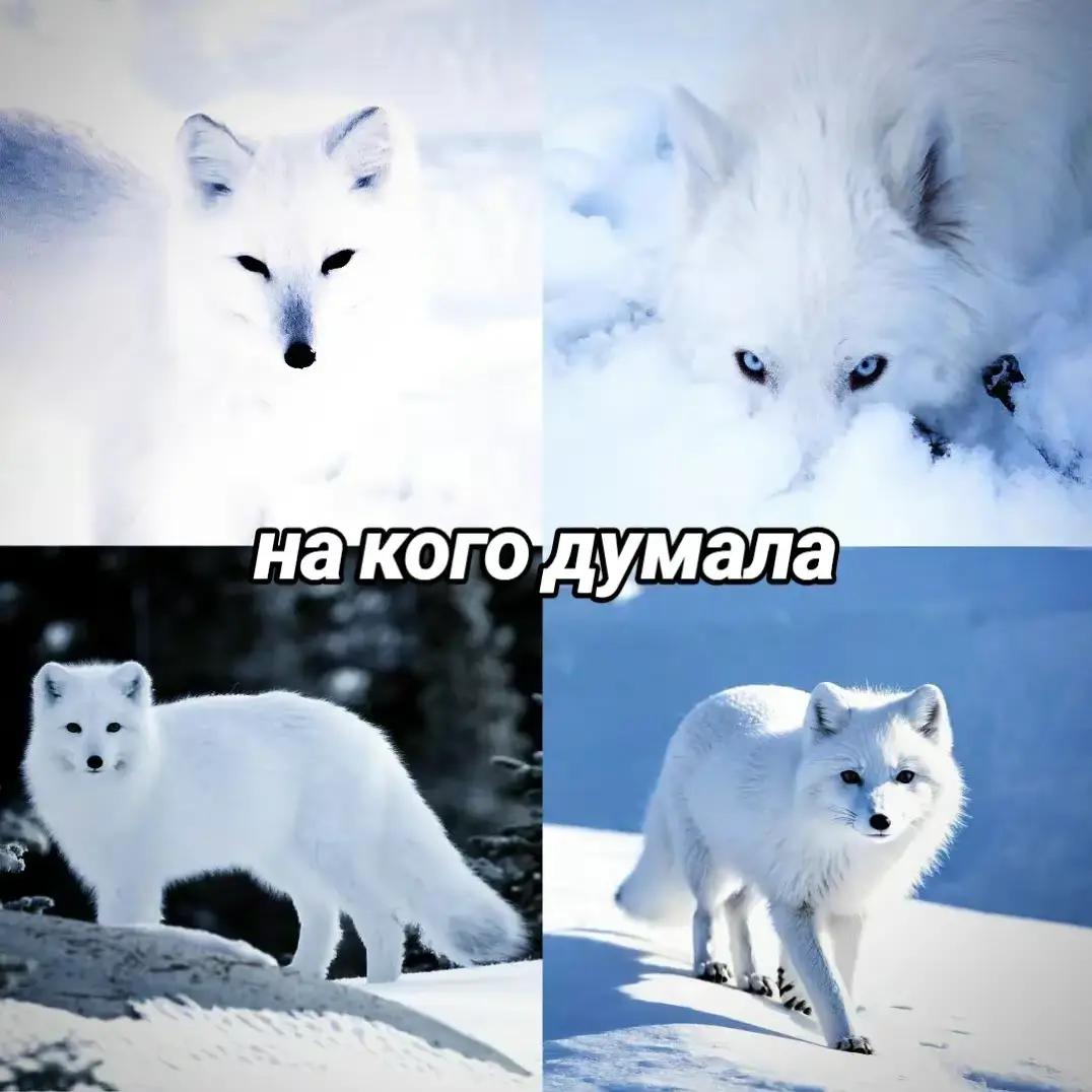 @пулемëт дандара