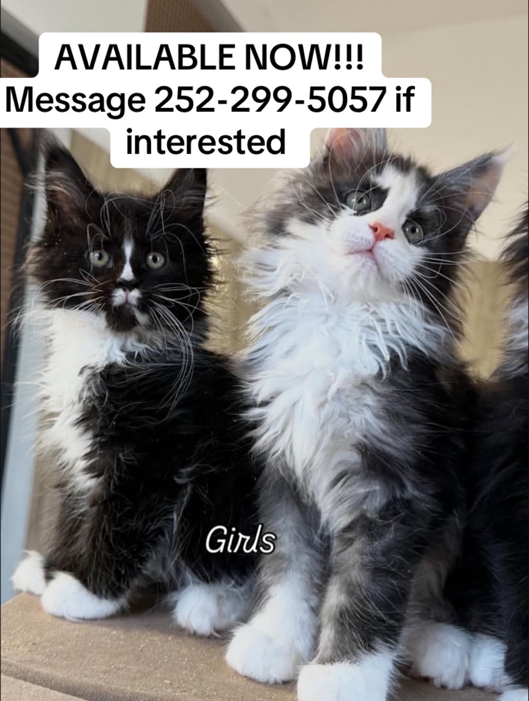 @blackkitties