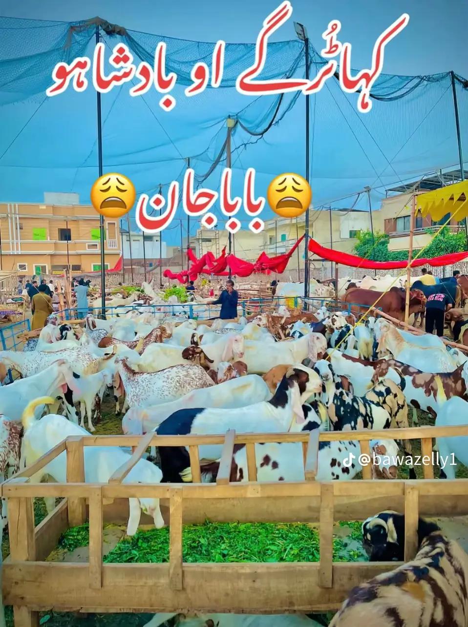 @رضوی کہتے ہیں جناب🇵🇰🇸🇦