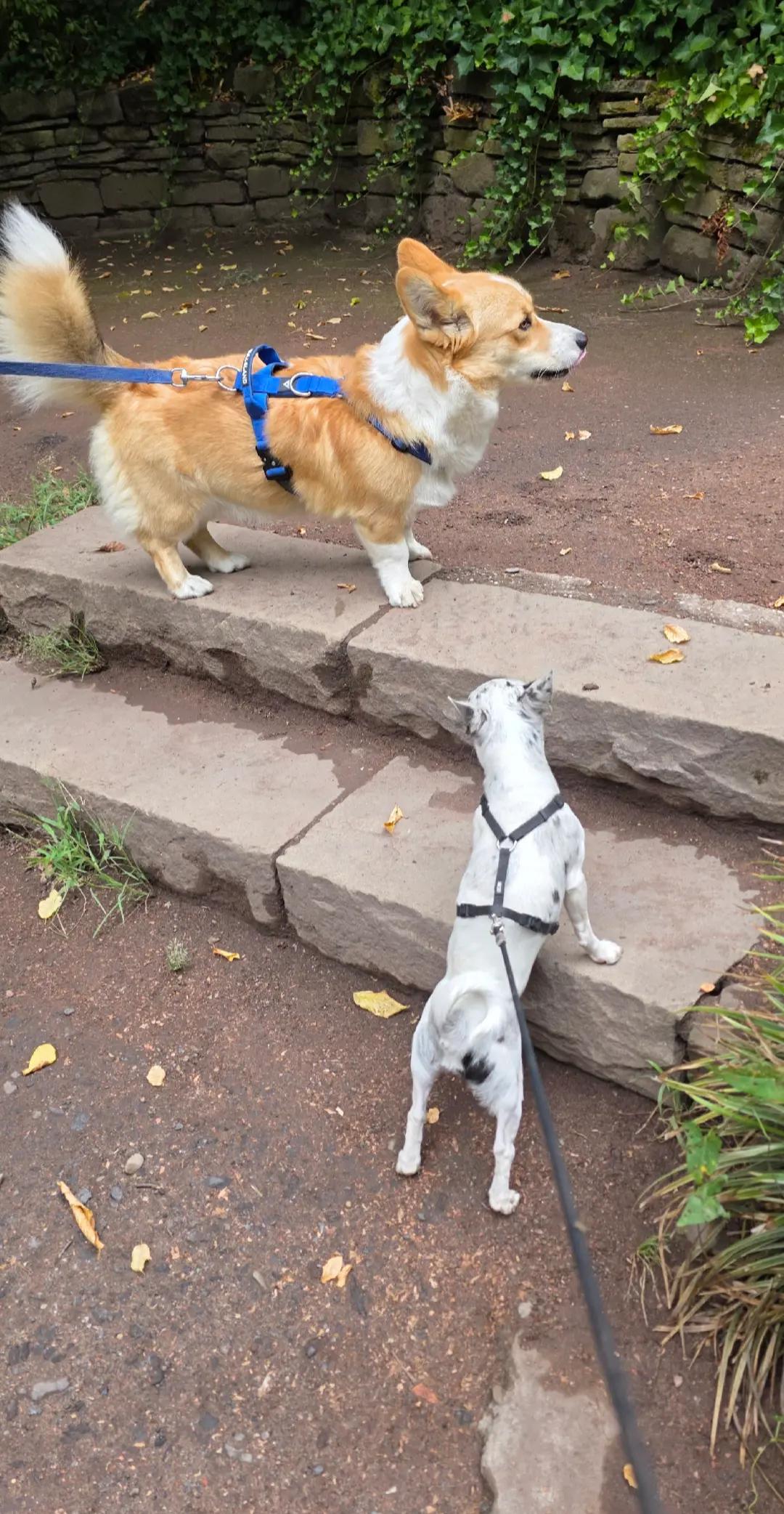 @Jerry_Coby_Chihuahua