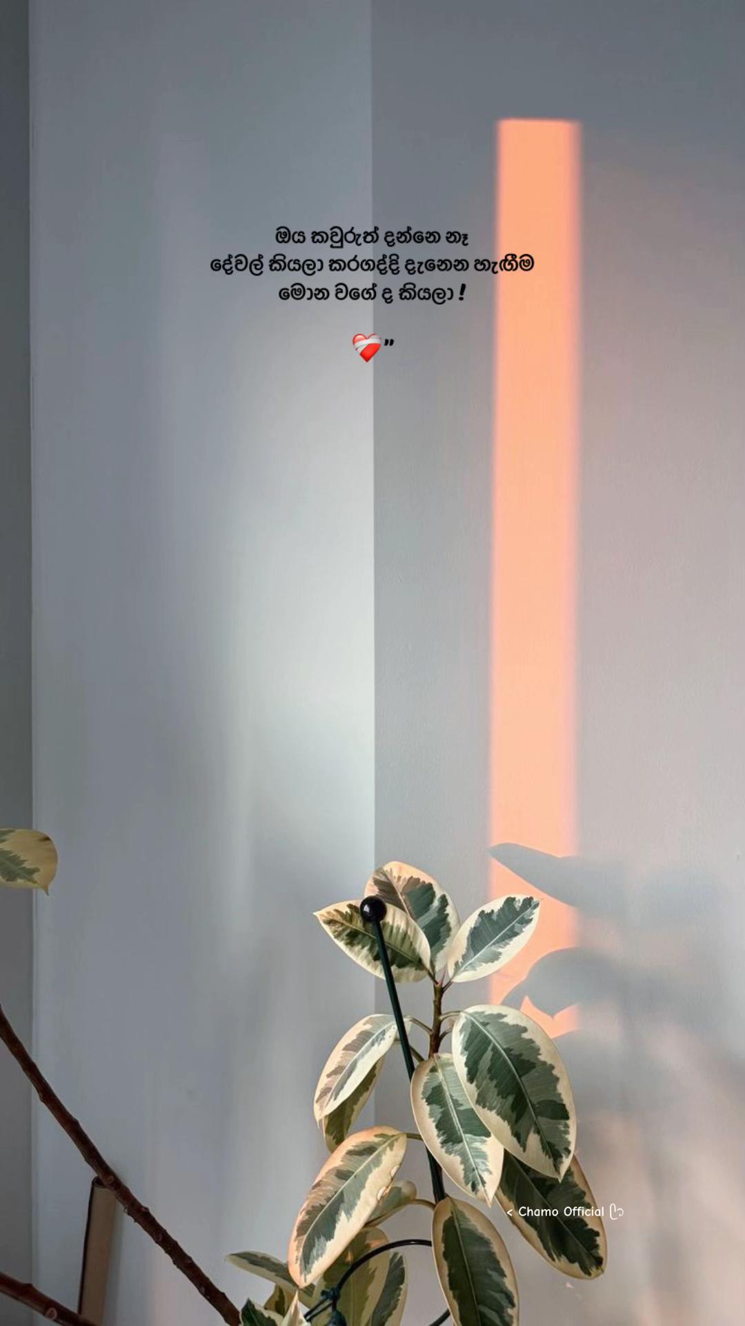 @< 𝐂𝐡𝐚𝐦𝐨 ᥫ᭡