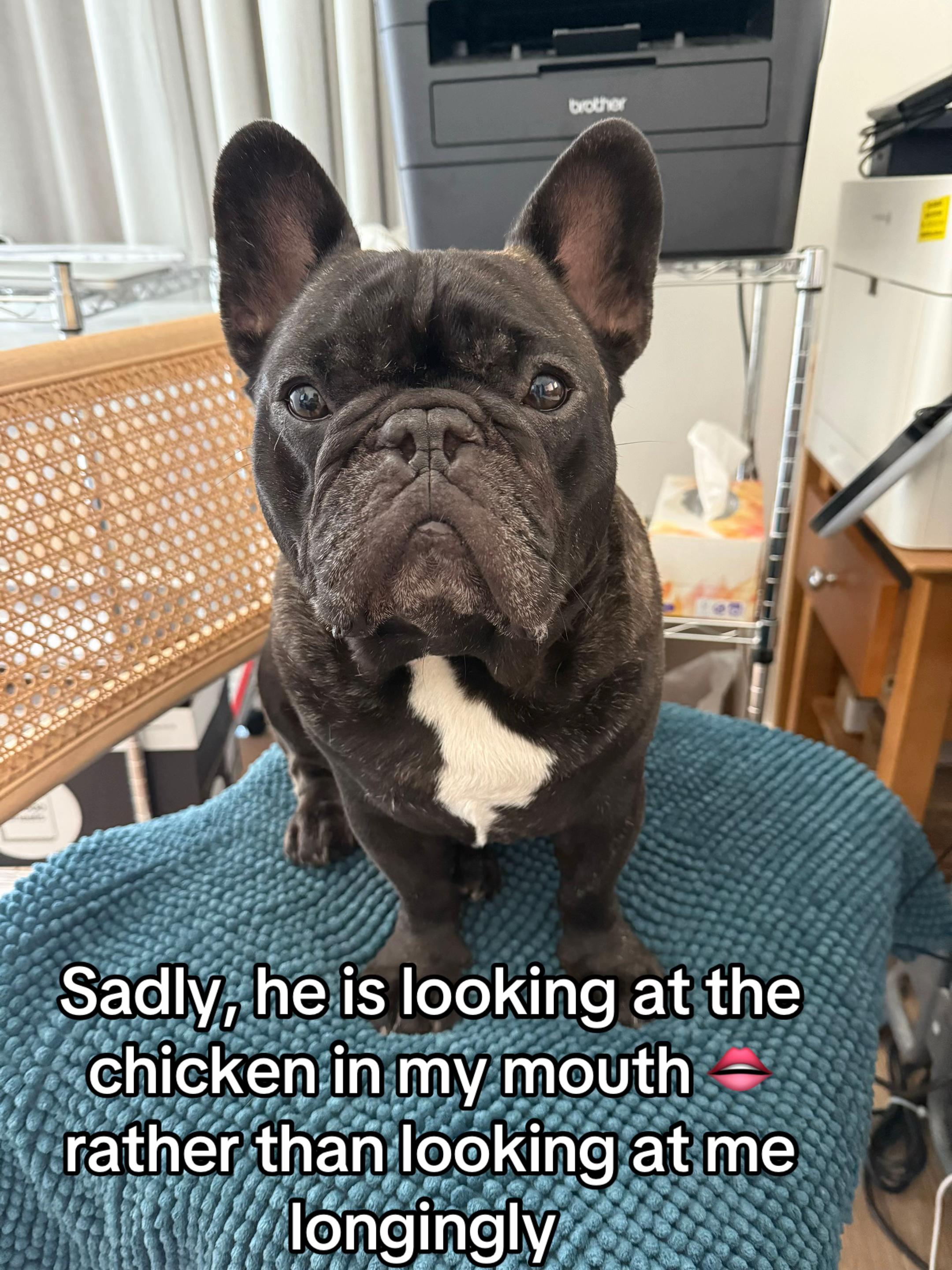 @Levi Needypants Frenchie