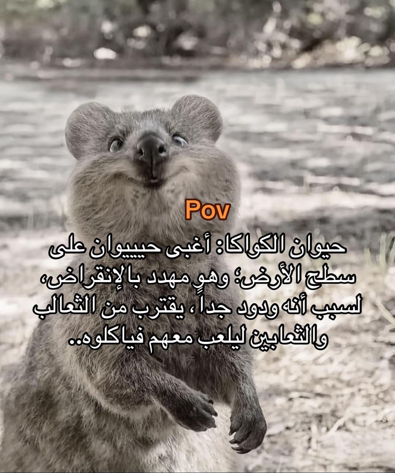 @ℳ𝒪𝒪𝒩🇸🇦💛