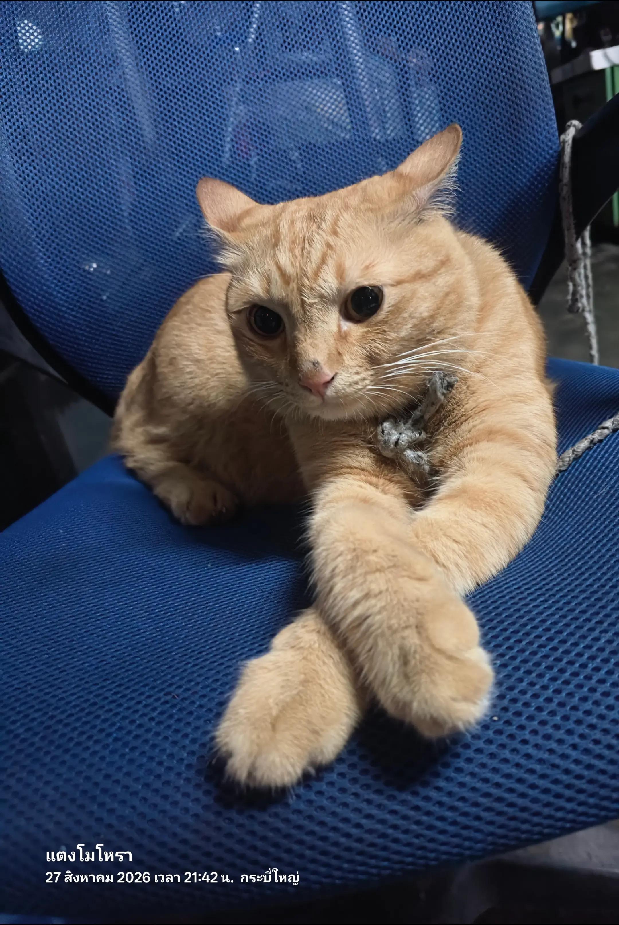@อ.แตงโมโหราหัตถ2478ดูดวงกระบี่