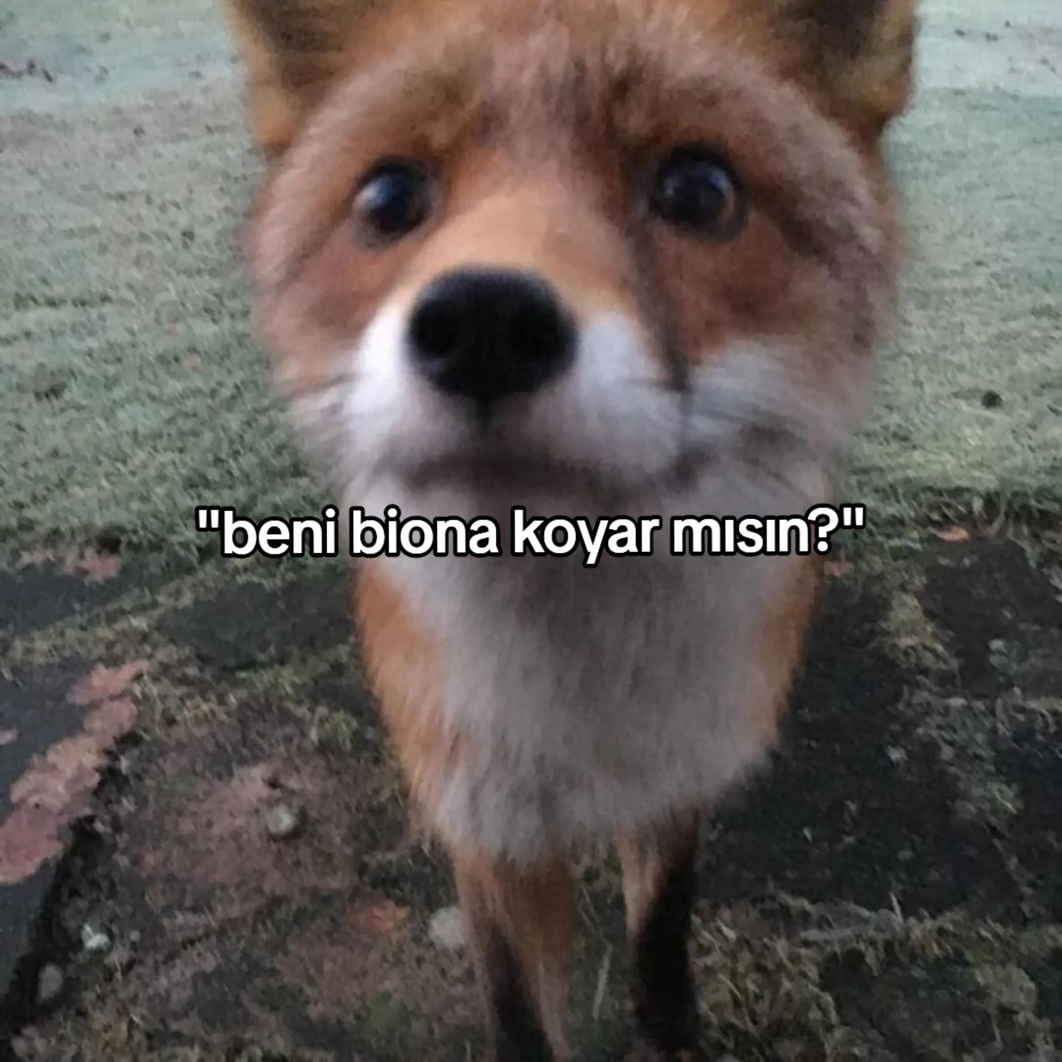 @🦊🍁★tilki hanım★🍁🦊