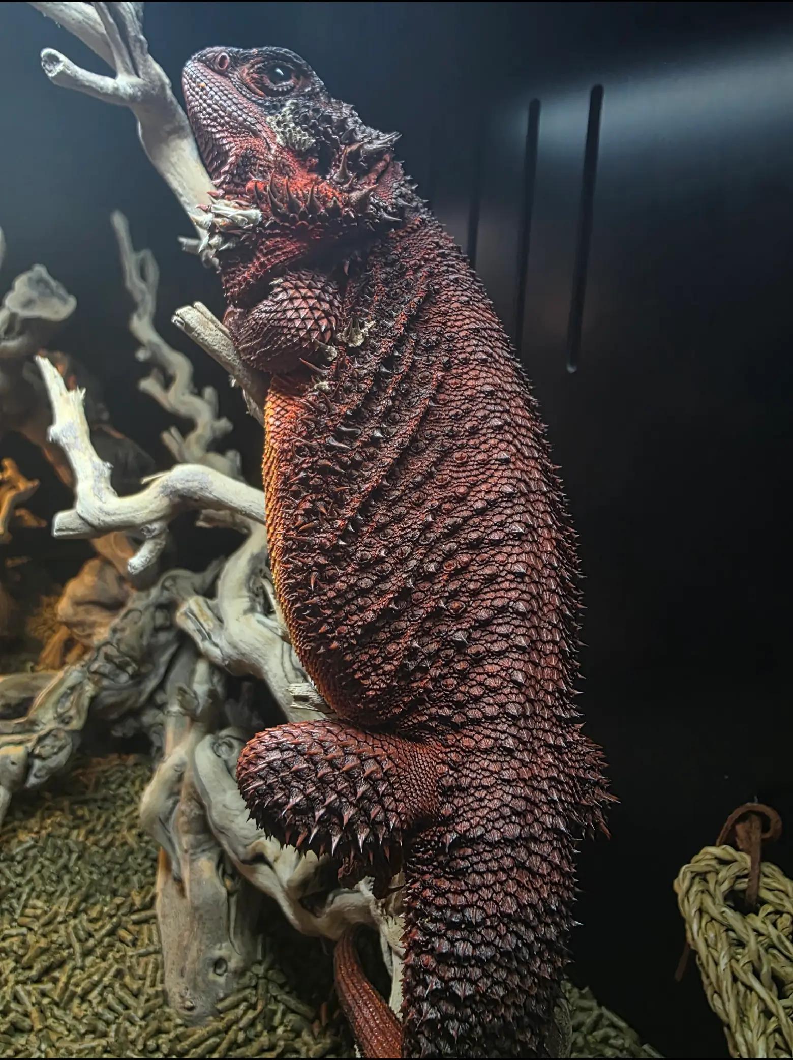 @Roundtabledragons