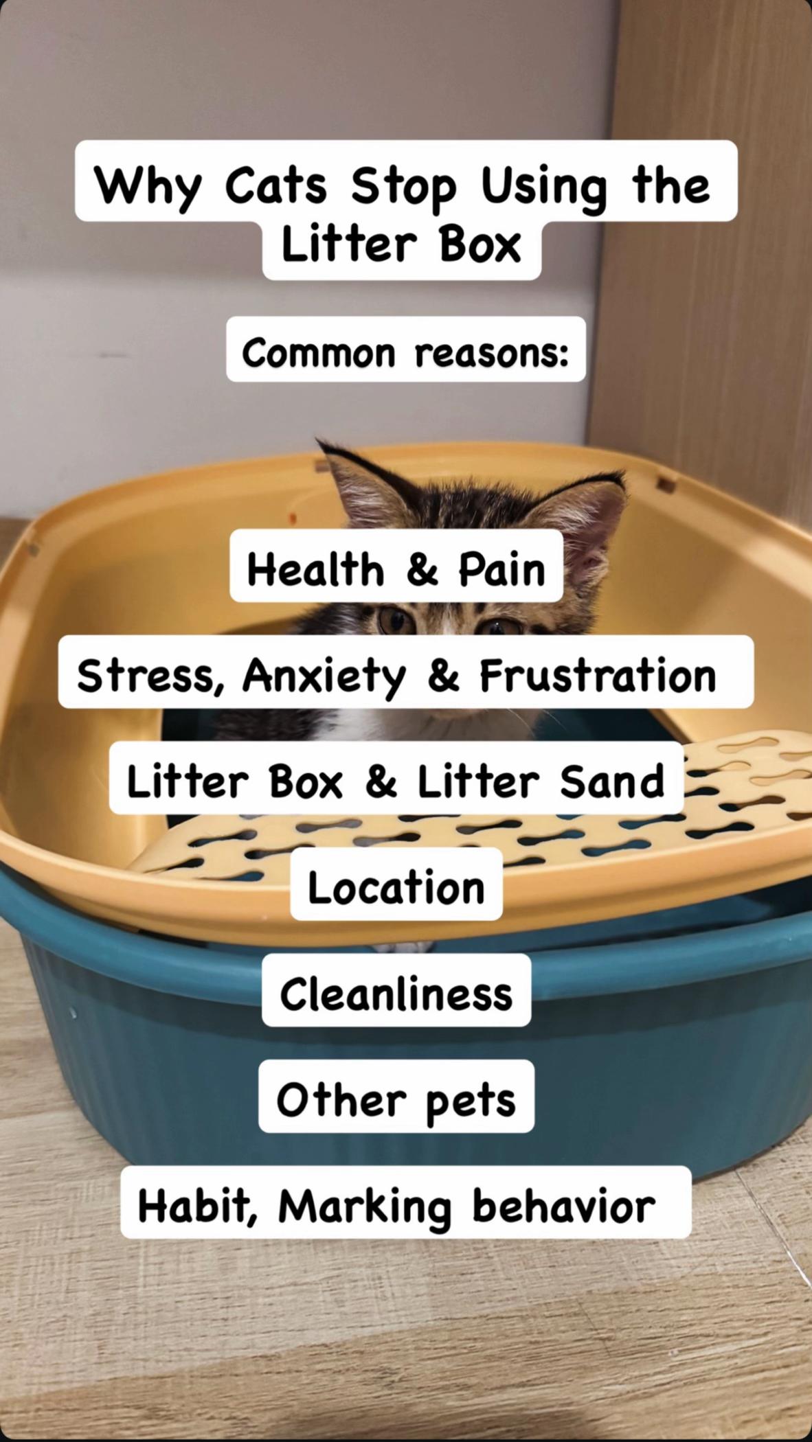 @Three Cats | Behavior & Life