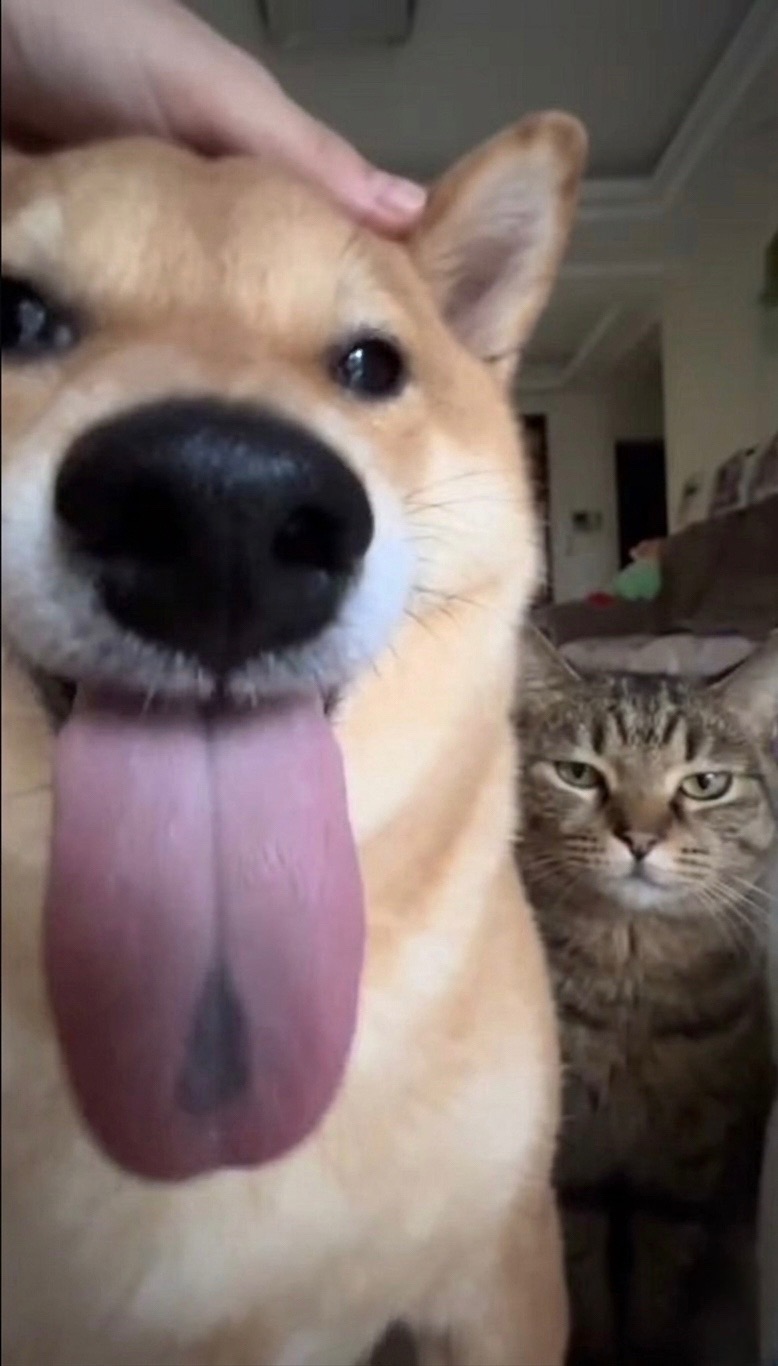 @cat memes
