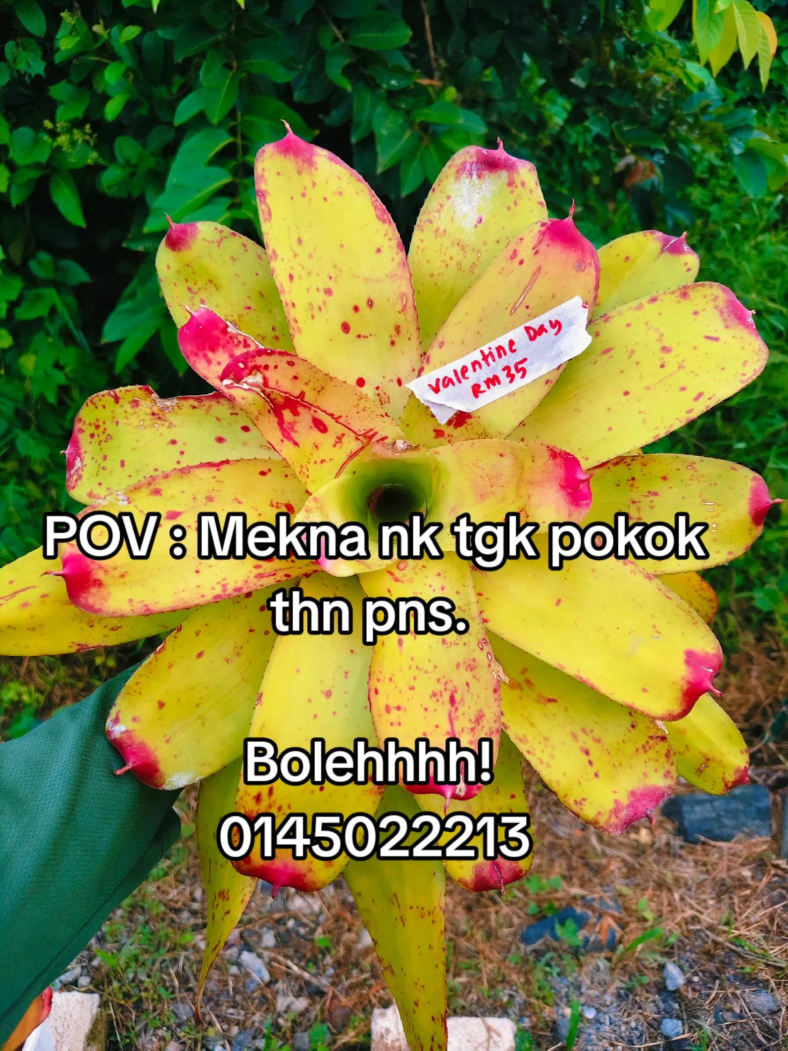 @MEKNA Garden