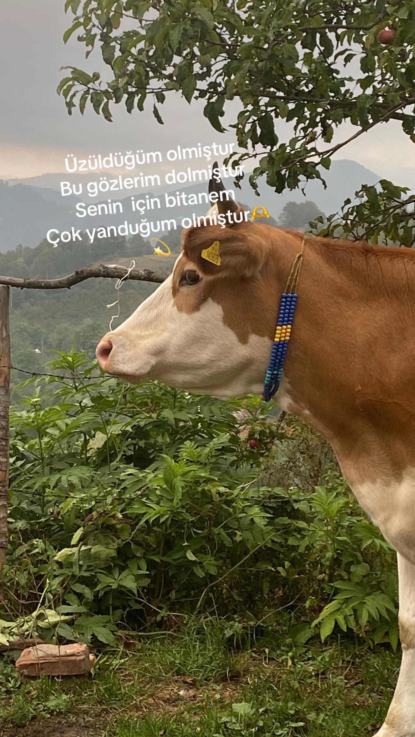 @T&uuml;rk&uuml;1